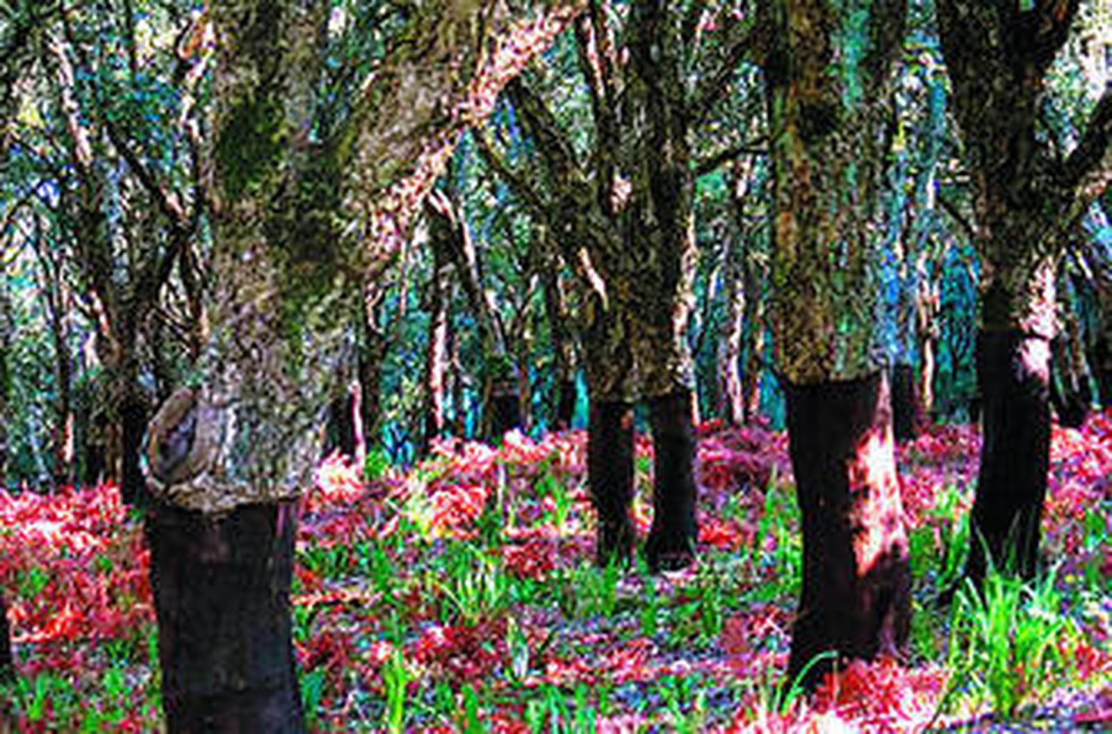 Imagen de un grupo de alcornoques.