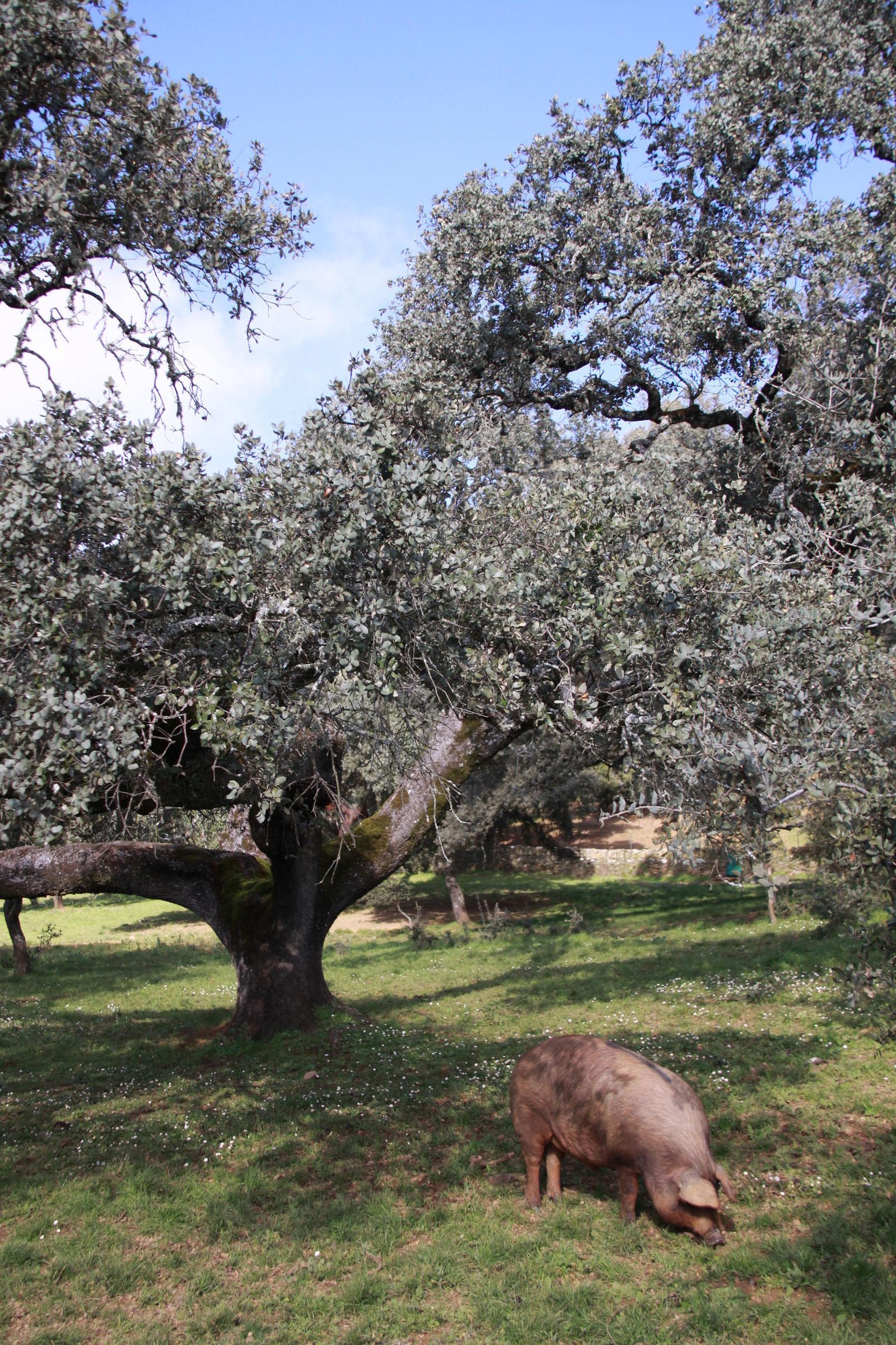 La montanera es la última fase de la cría del cerdo ibérico.