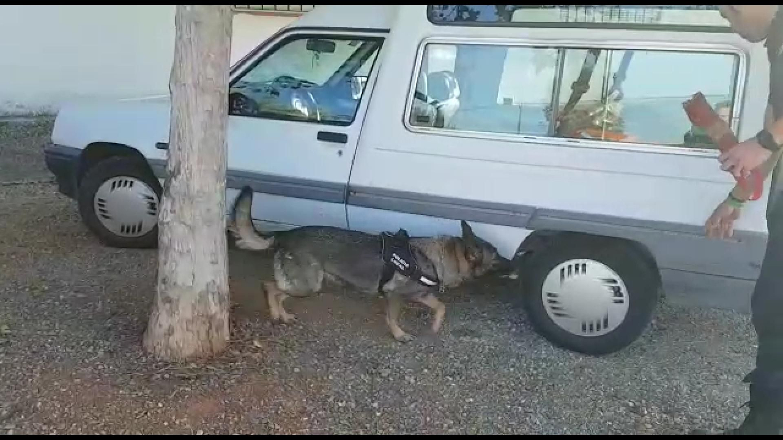 Dakota inspecciona un vehículo.