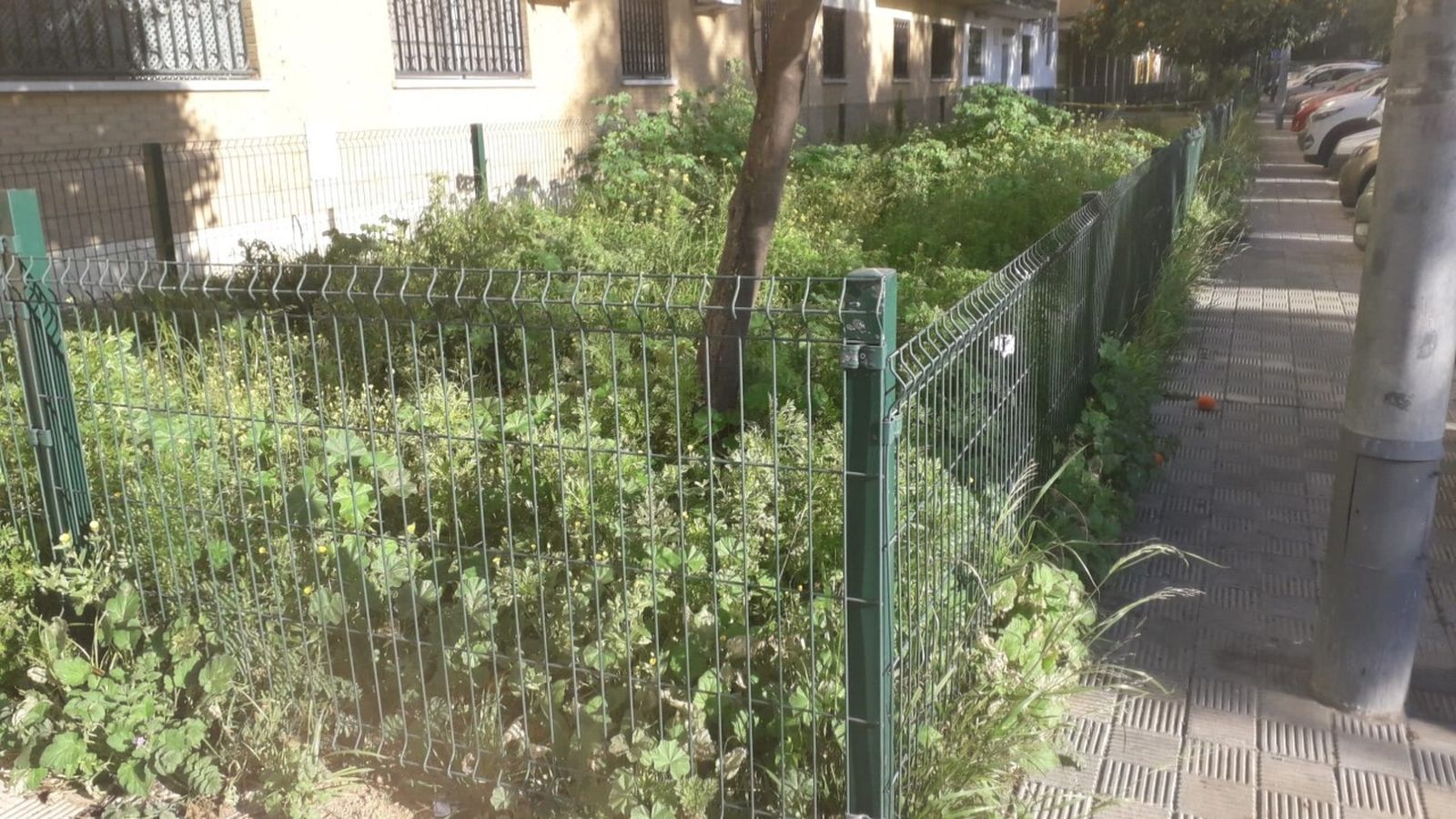 Una de las zonas ajardinadas donde la maleza mayor altura tiene.