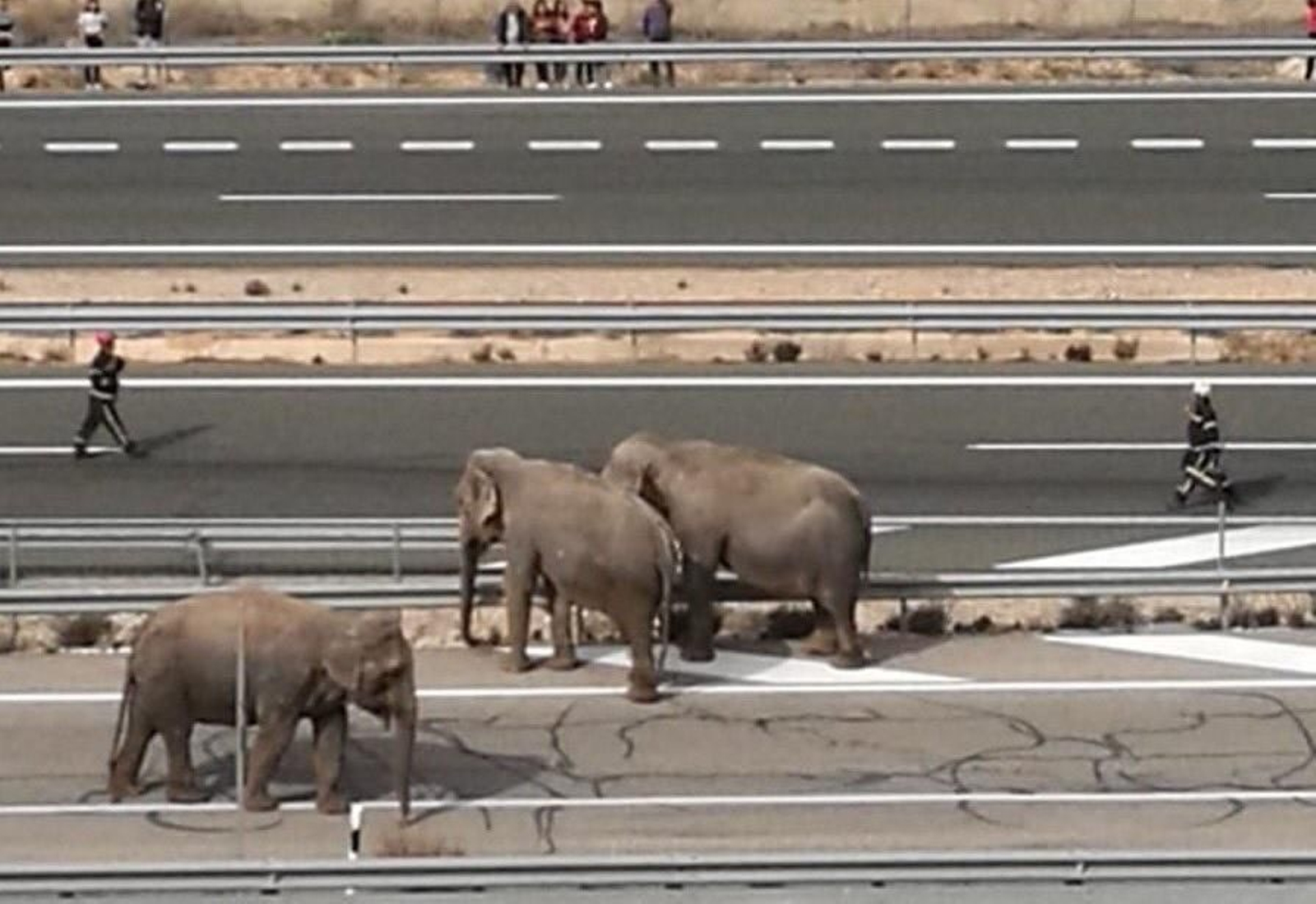 Varios elefantes cortan la A-30 tras un accidente del camión que los transportaba.