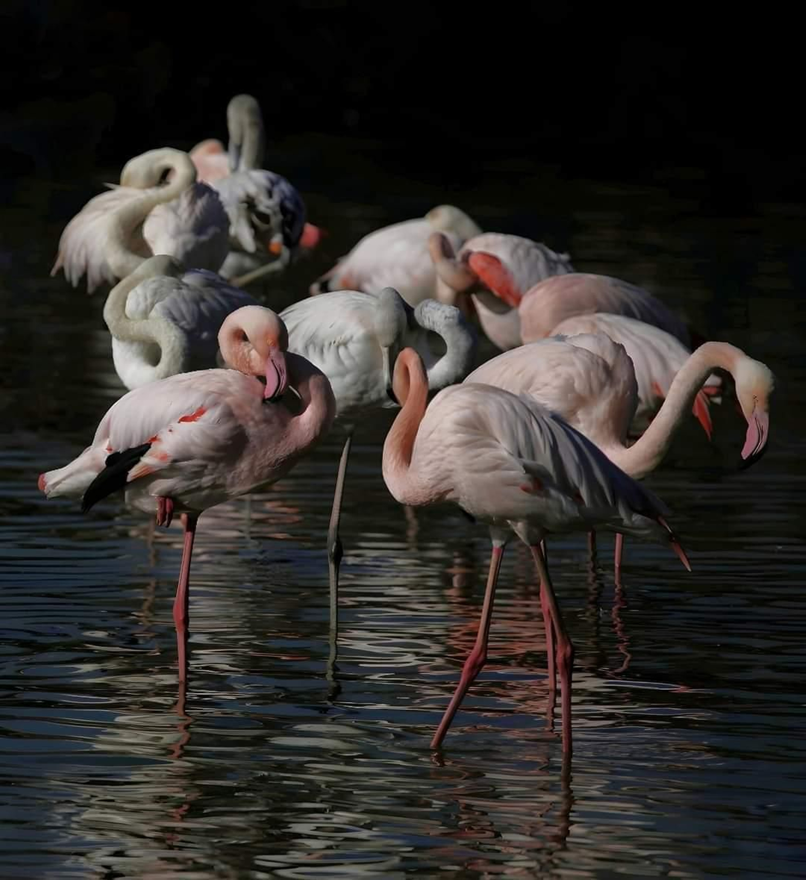 Fotos de la flora y fauna del Parque Natural de Los Alcornocales