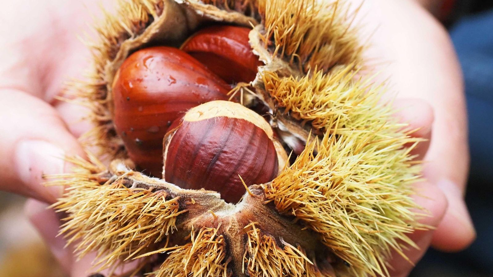 Castañas aún dentro del conocido como erizo