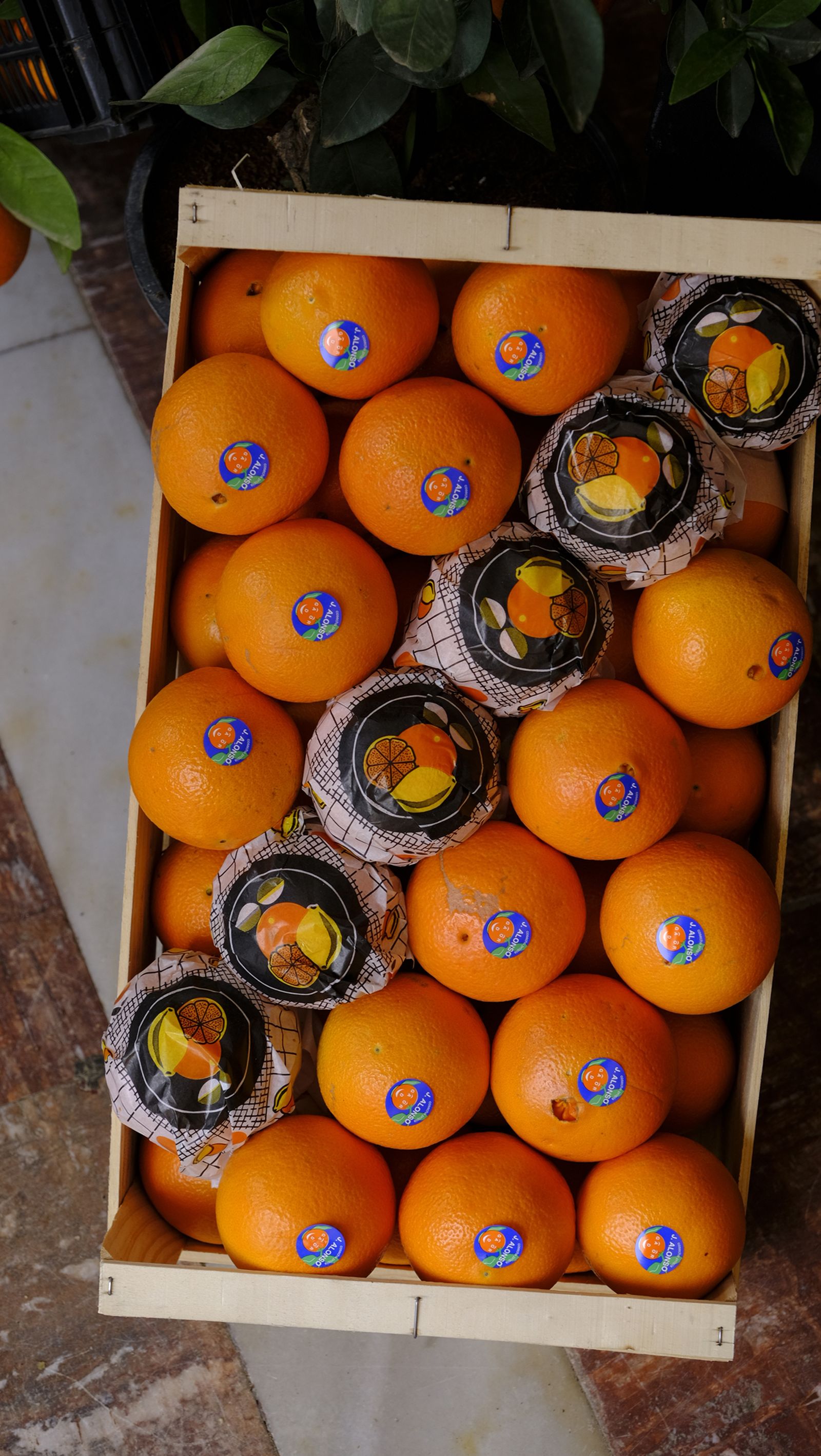 El Día de la Naranja en Gádor, en imágenes