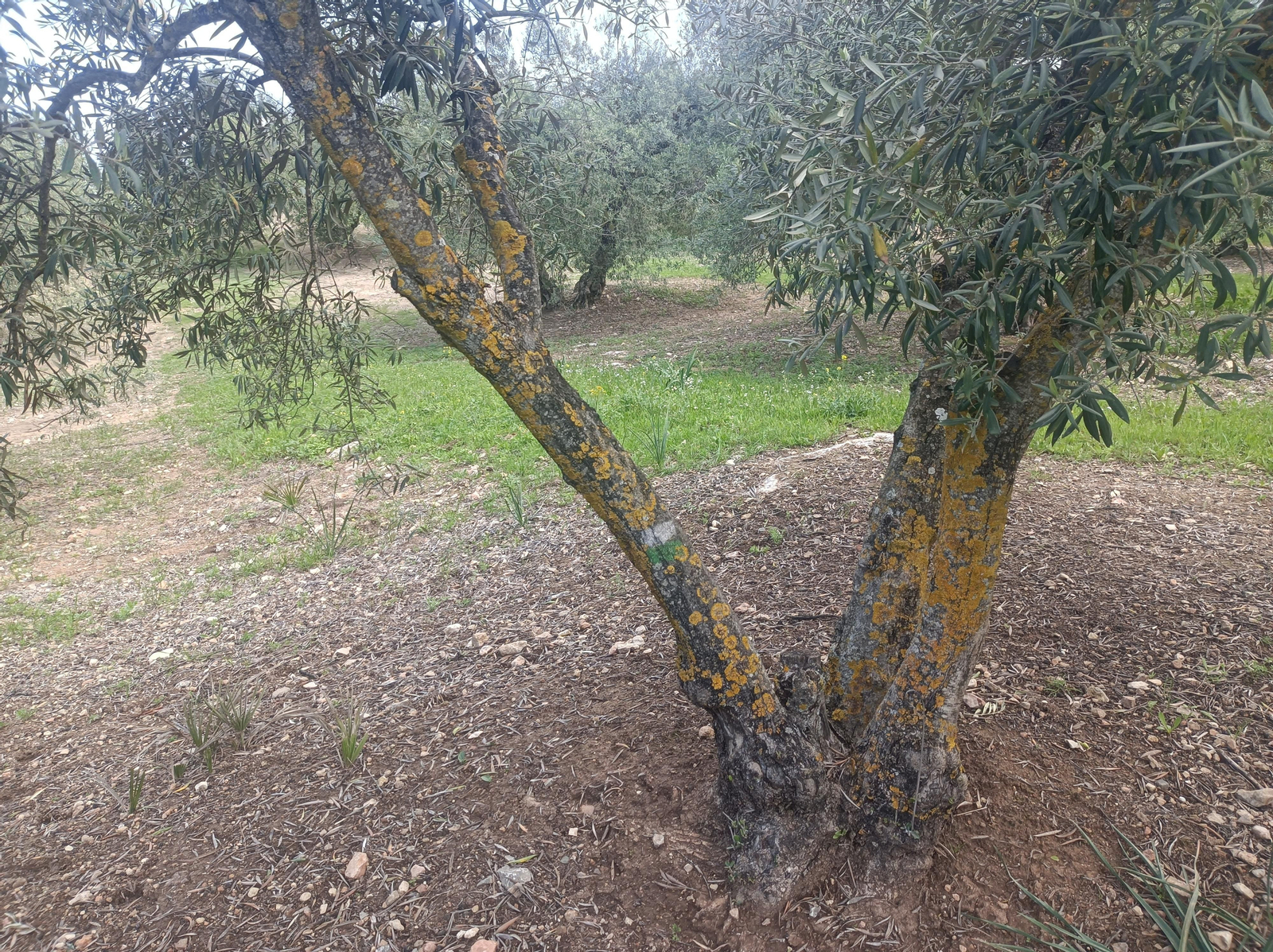 También habrá señales en los árboles.