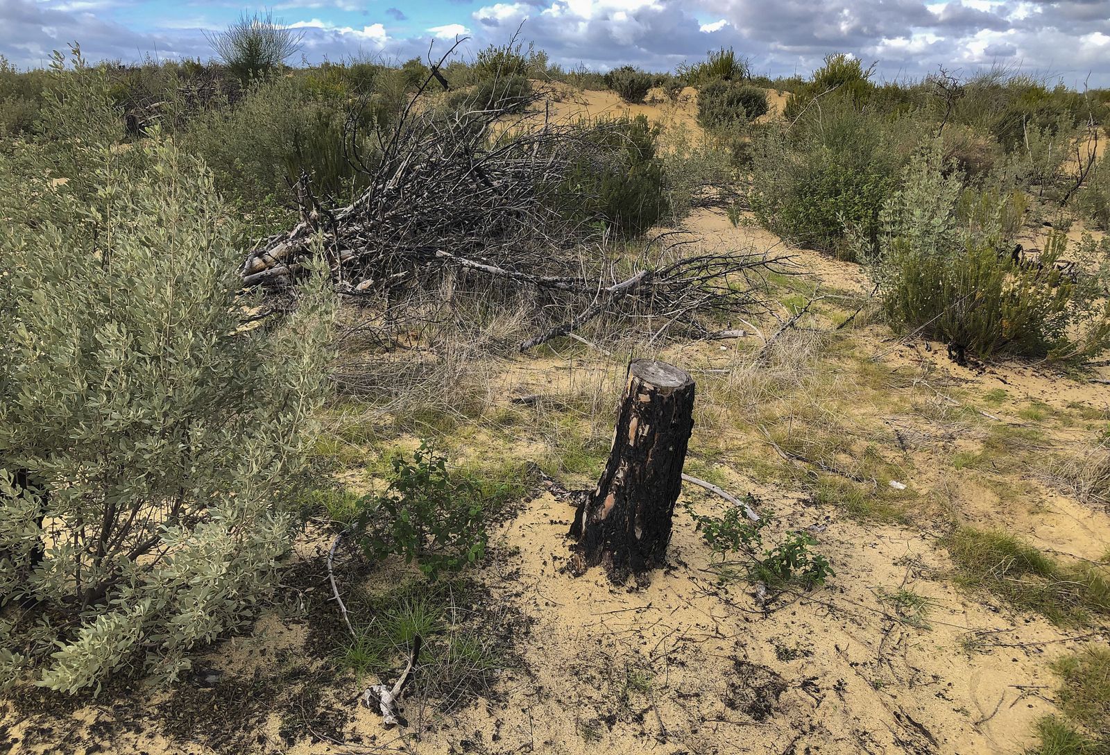 El resurgir de Doñana: tres años después del incendio