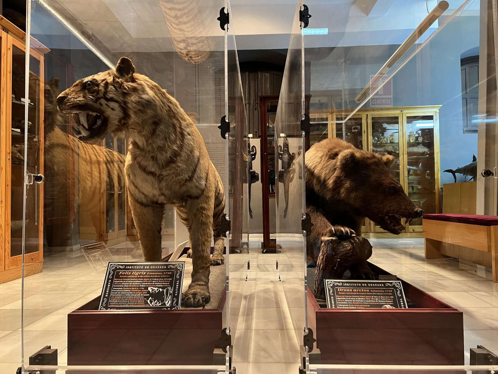 El festival comenzará mañana en el Museo de Ciencias del IES Padre Suárez