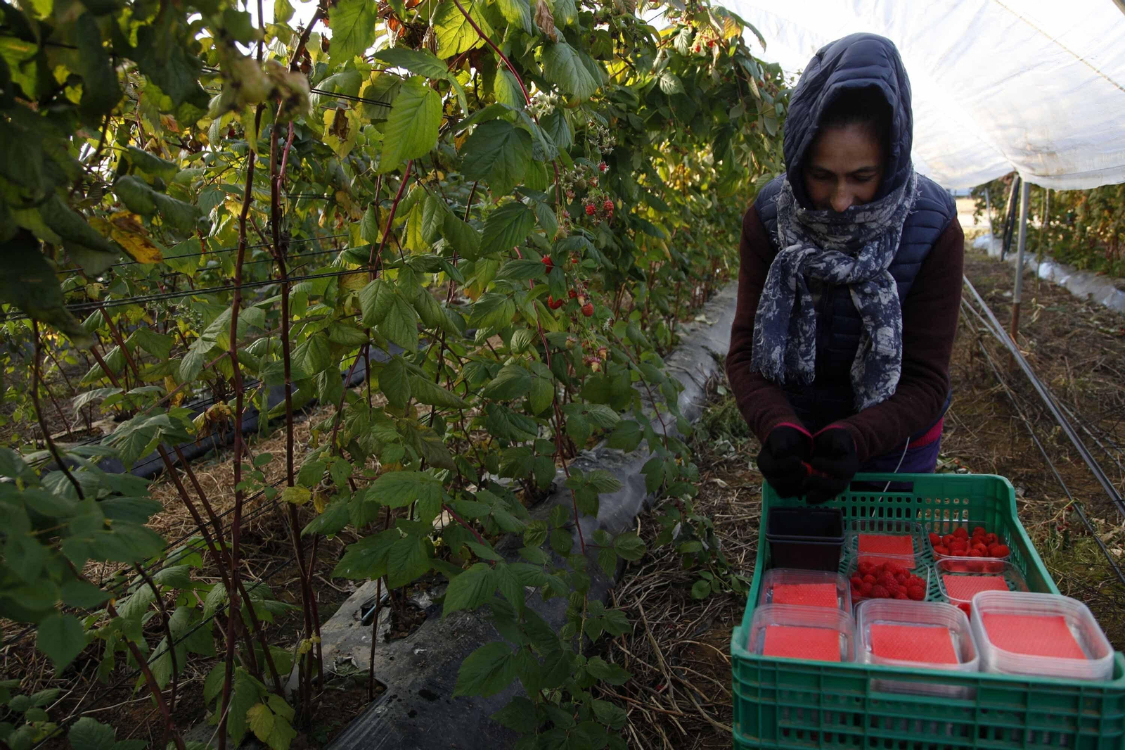Una agricultora recoge fresa