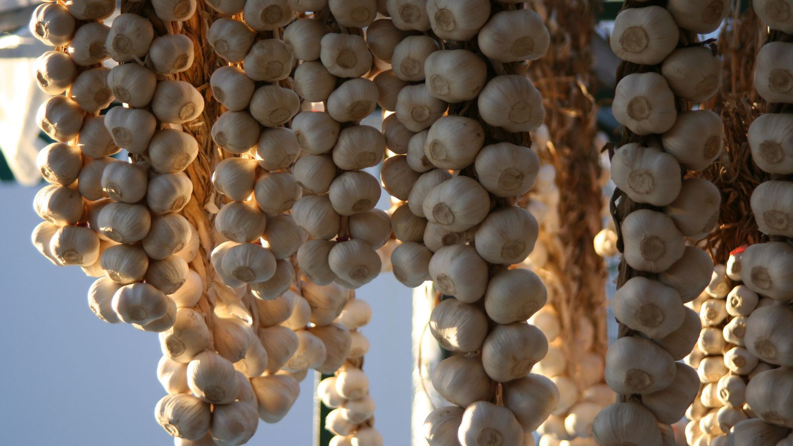 Ristras de ajos.