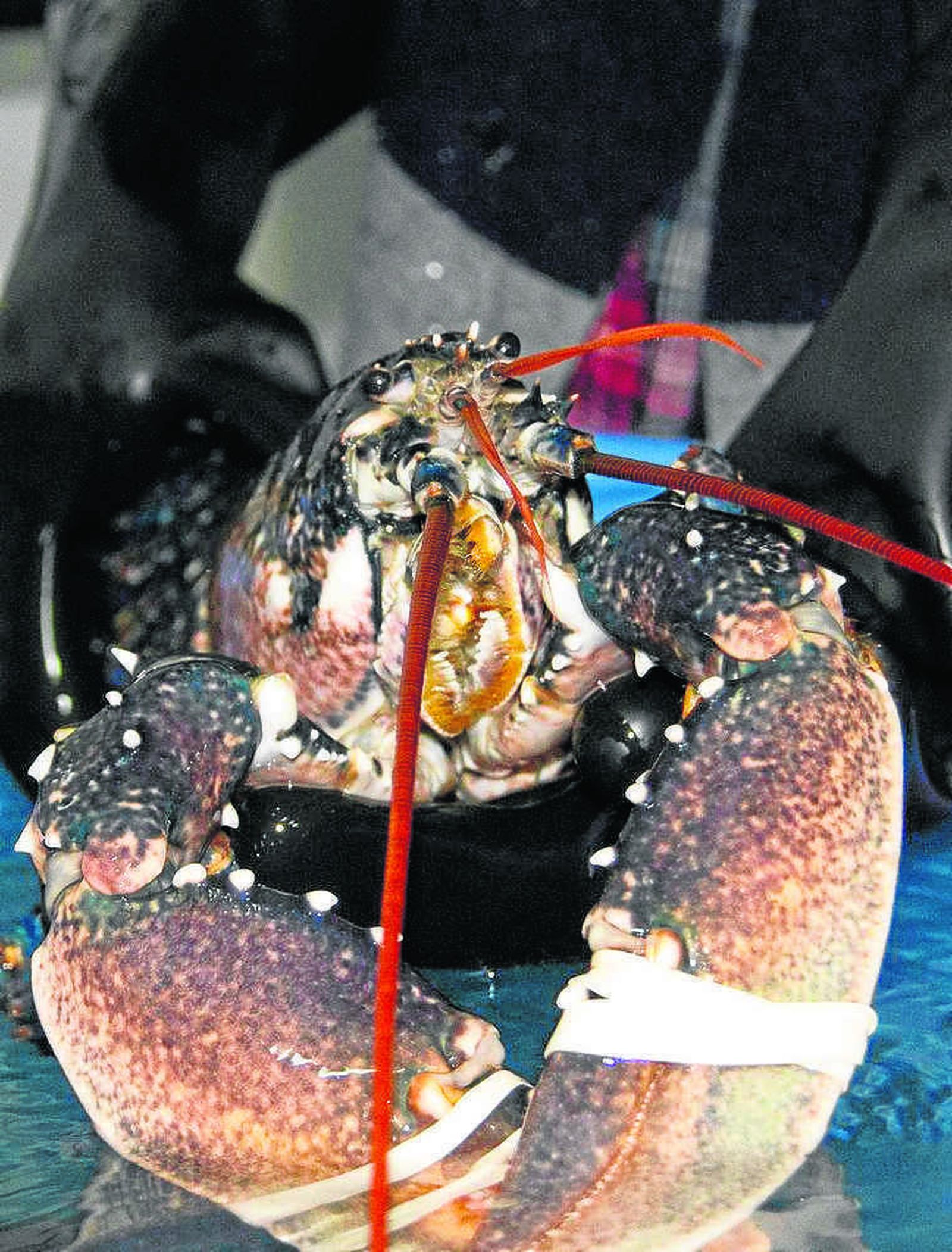 El bogavante, uno de los productos que se puede encontrar en Cetárea del Sur.