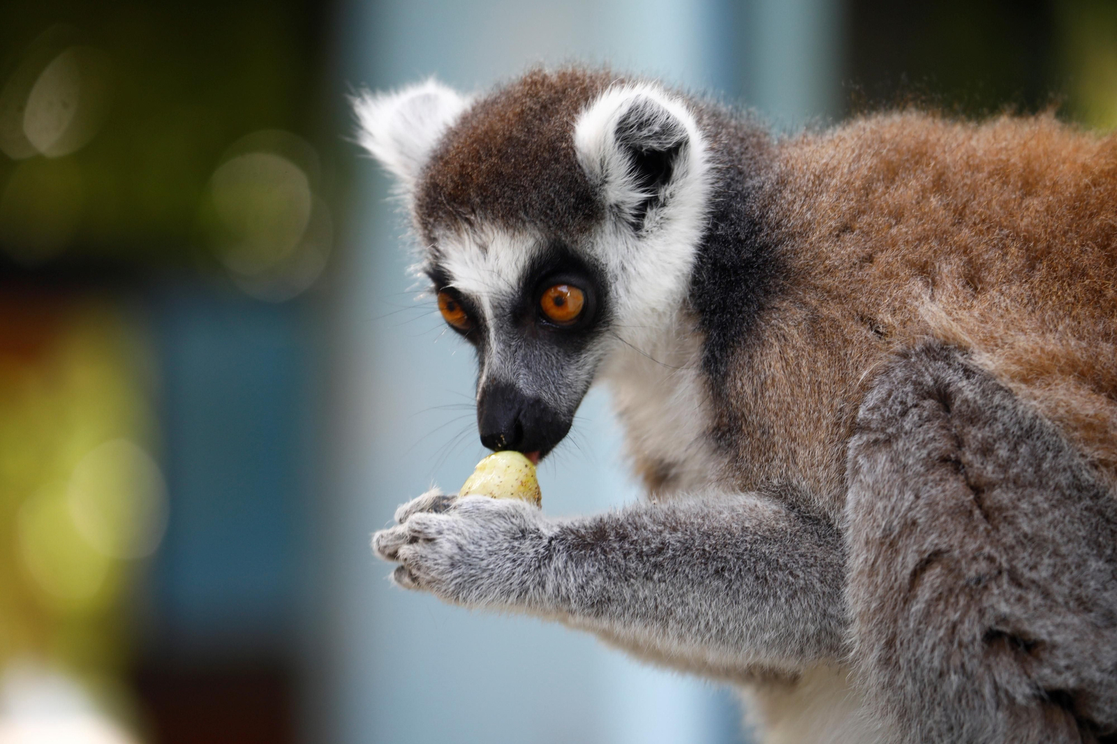 Fotogalería: Así viven los animales del Zoo de Córdoba los meses de verano