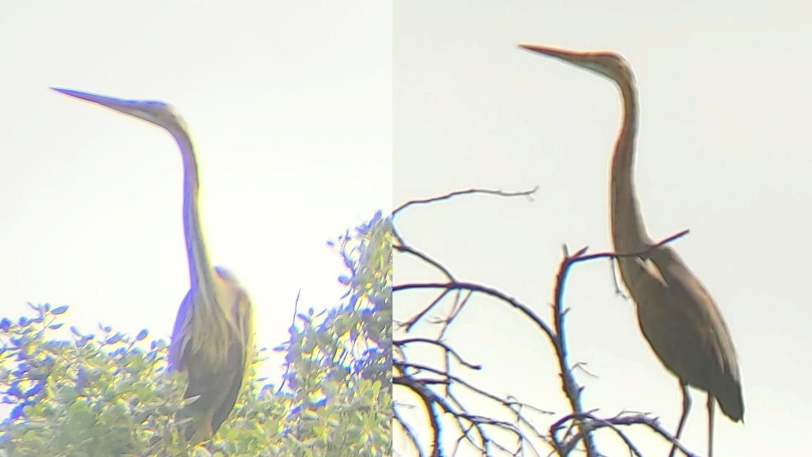 Garza Imperial localizada.
