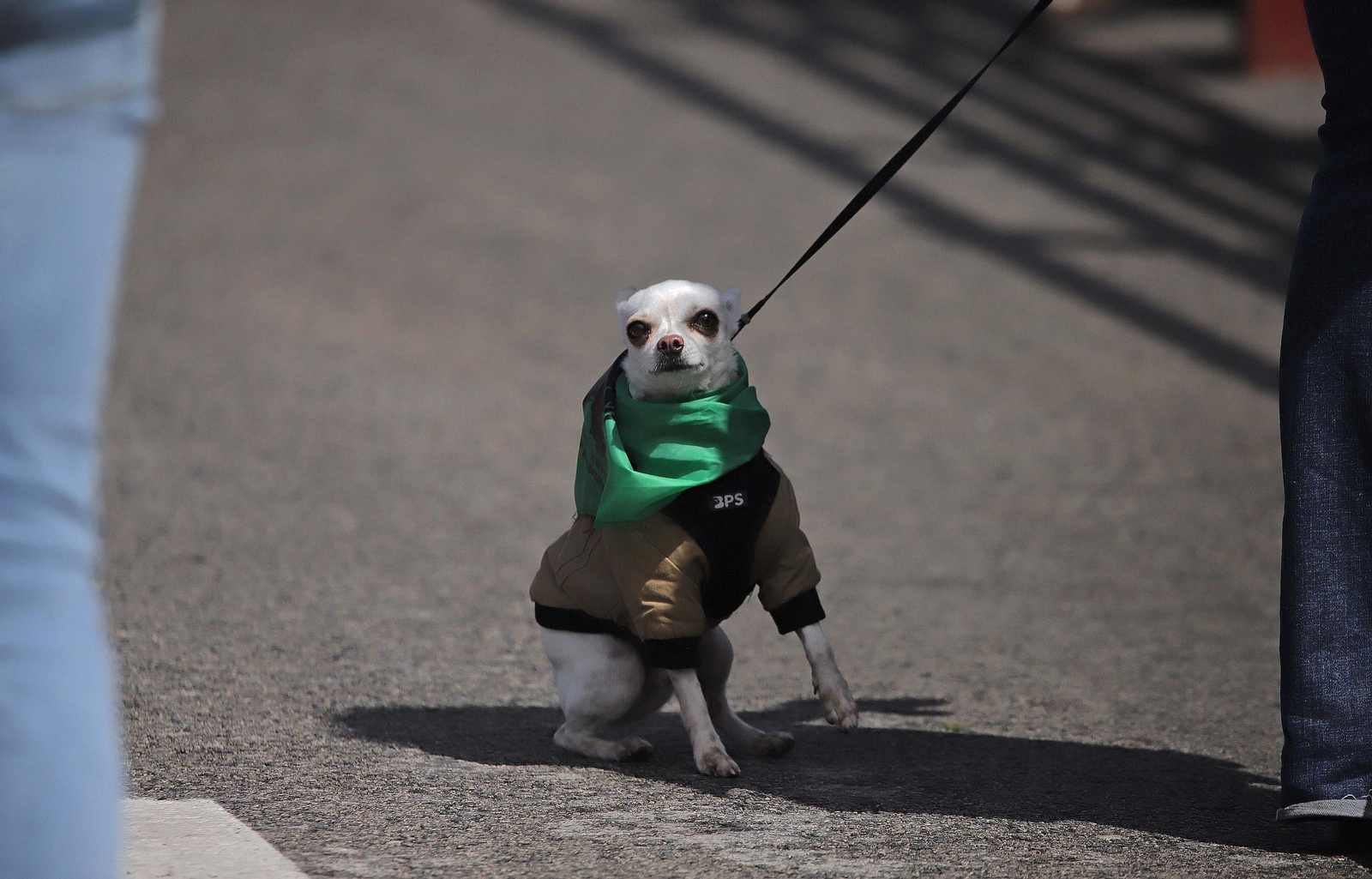 Fotos de los encierros del domingo del Toro Embolao en Los Barrios