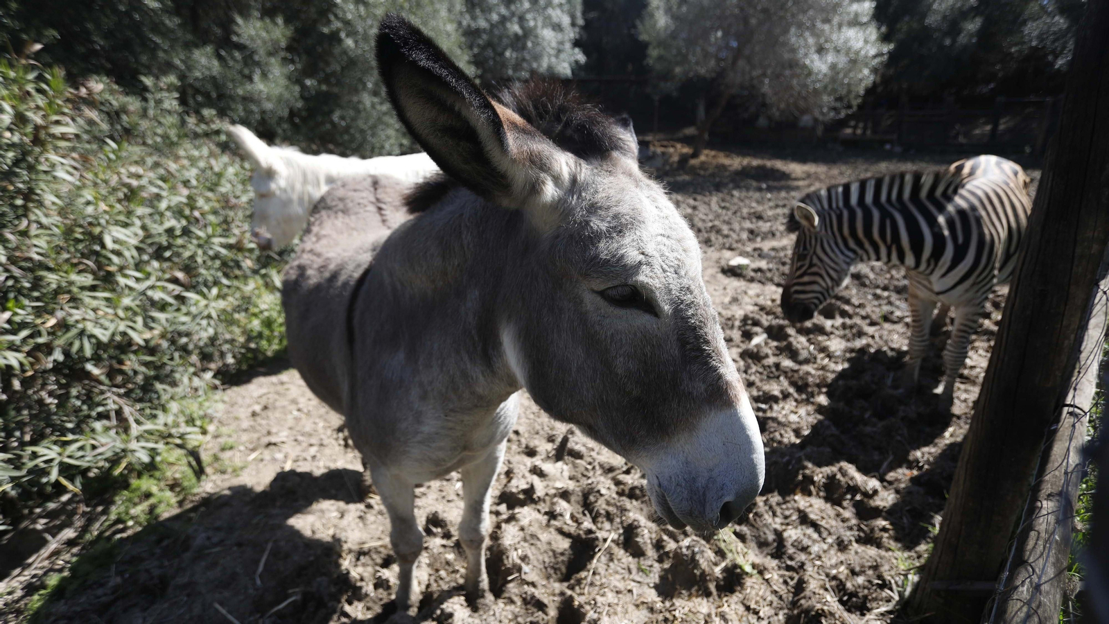Las fotos del tigre de bengala, en la reserva "La pequeña África"