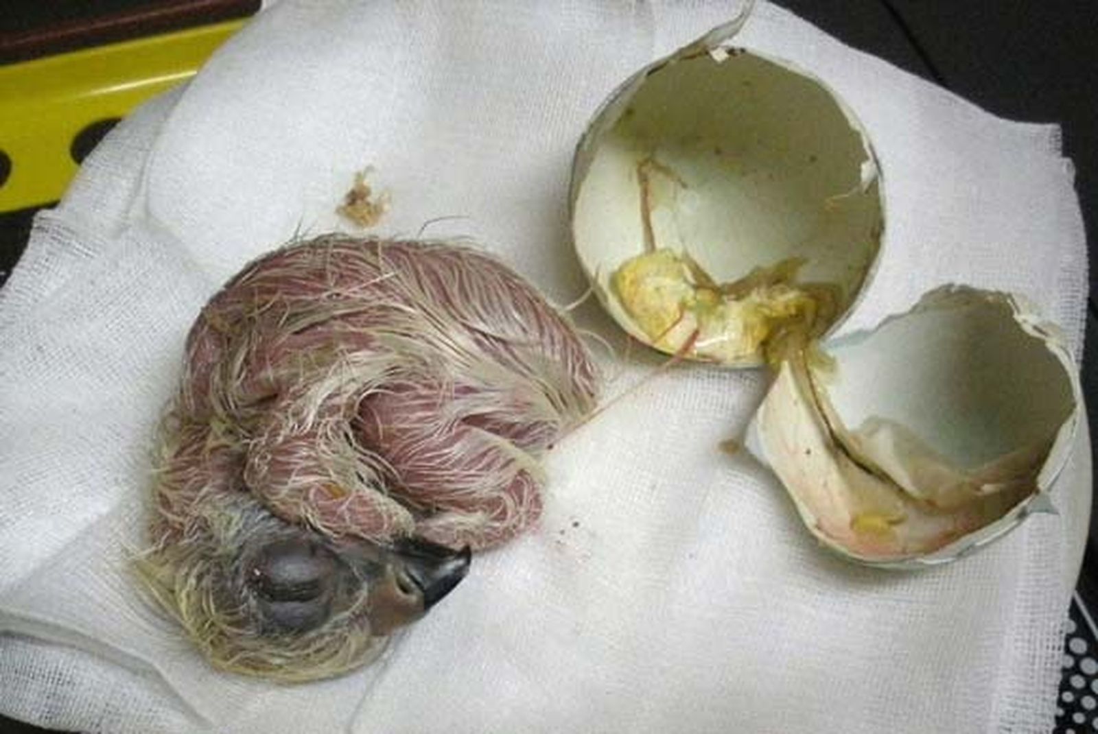 Nace en Sevilla el octavo pollo de águila imperial incubado artificialmente