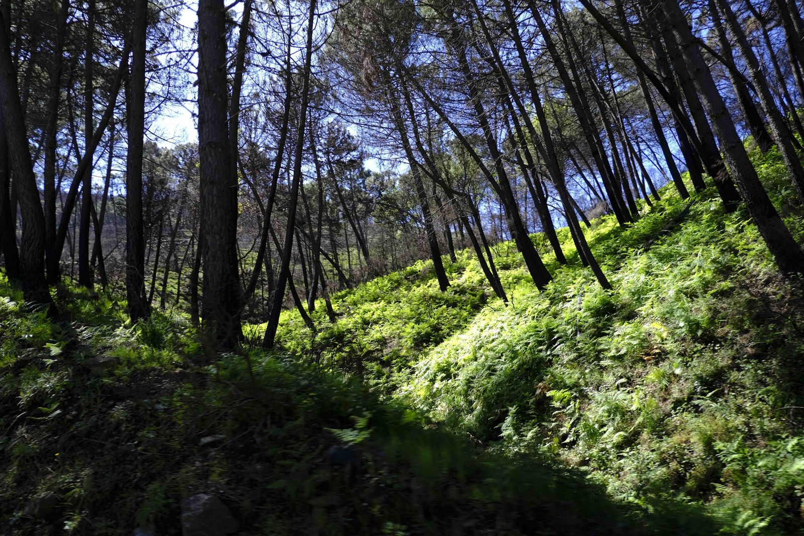 Así se recupera Sierra Bermeja tras el incendio (fotos)