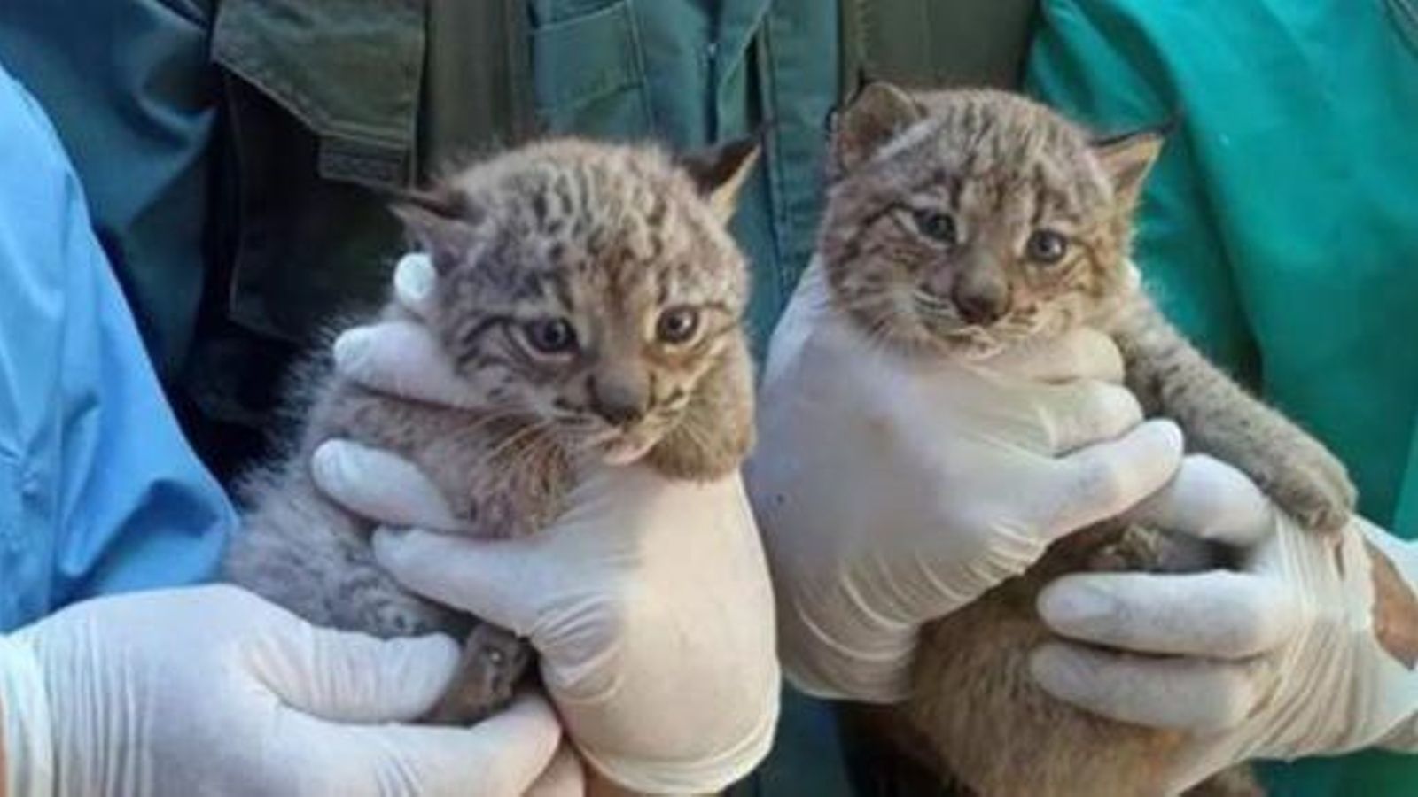 Dos crías de lince nacidas en el Zoobotánico de Jerez