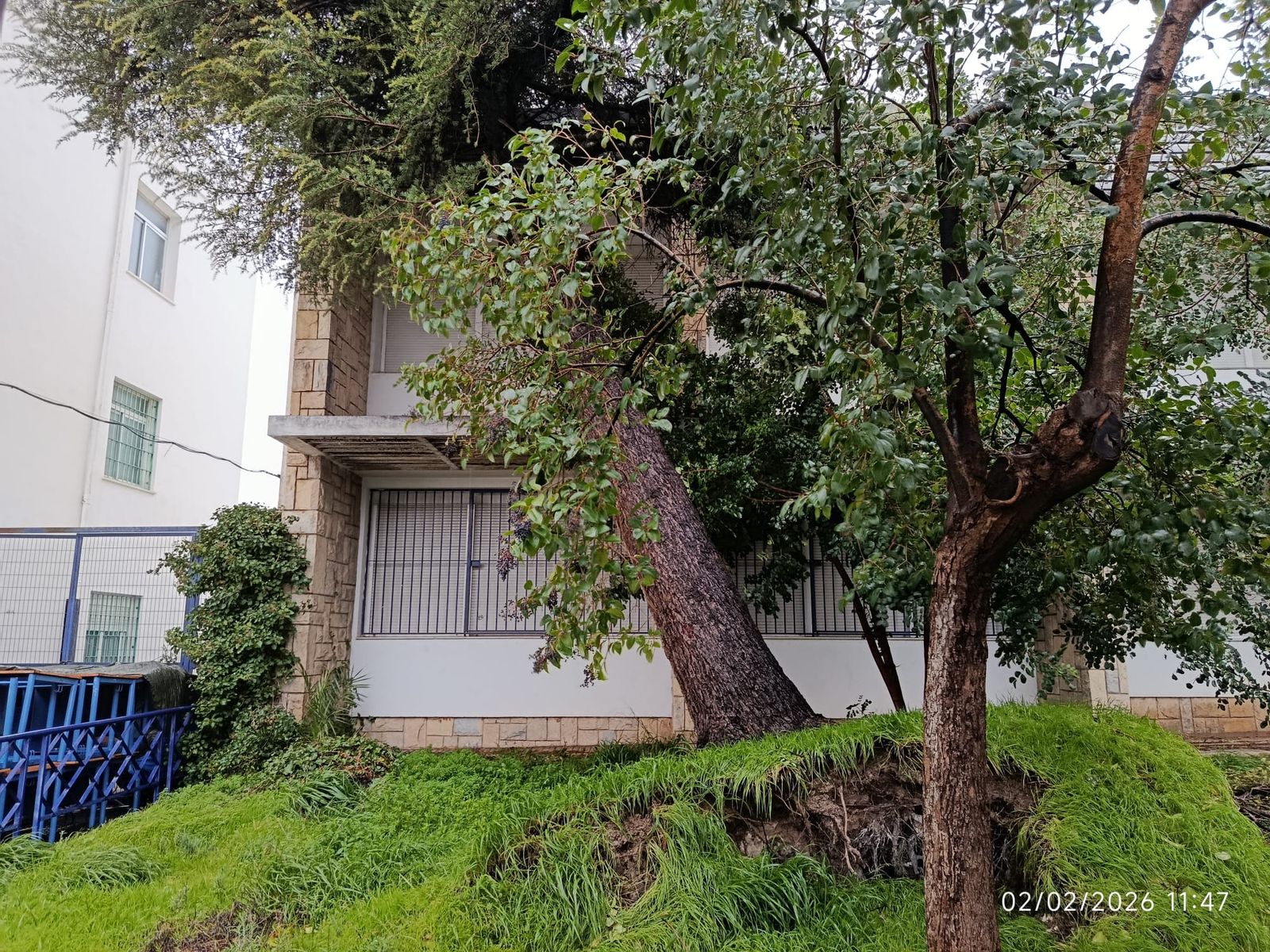 Caída de un árbol ayer martes 2 de febrero sobre el IES Santa Teresa de Jaén.