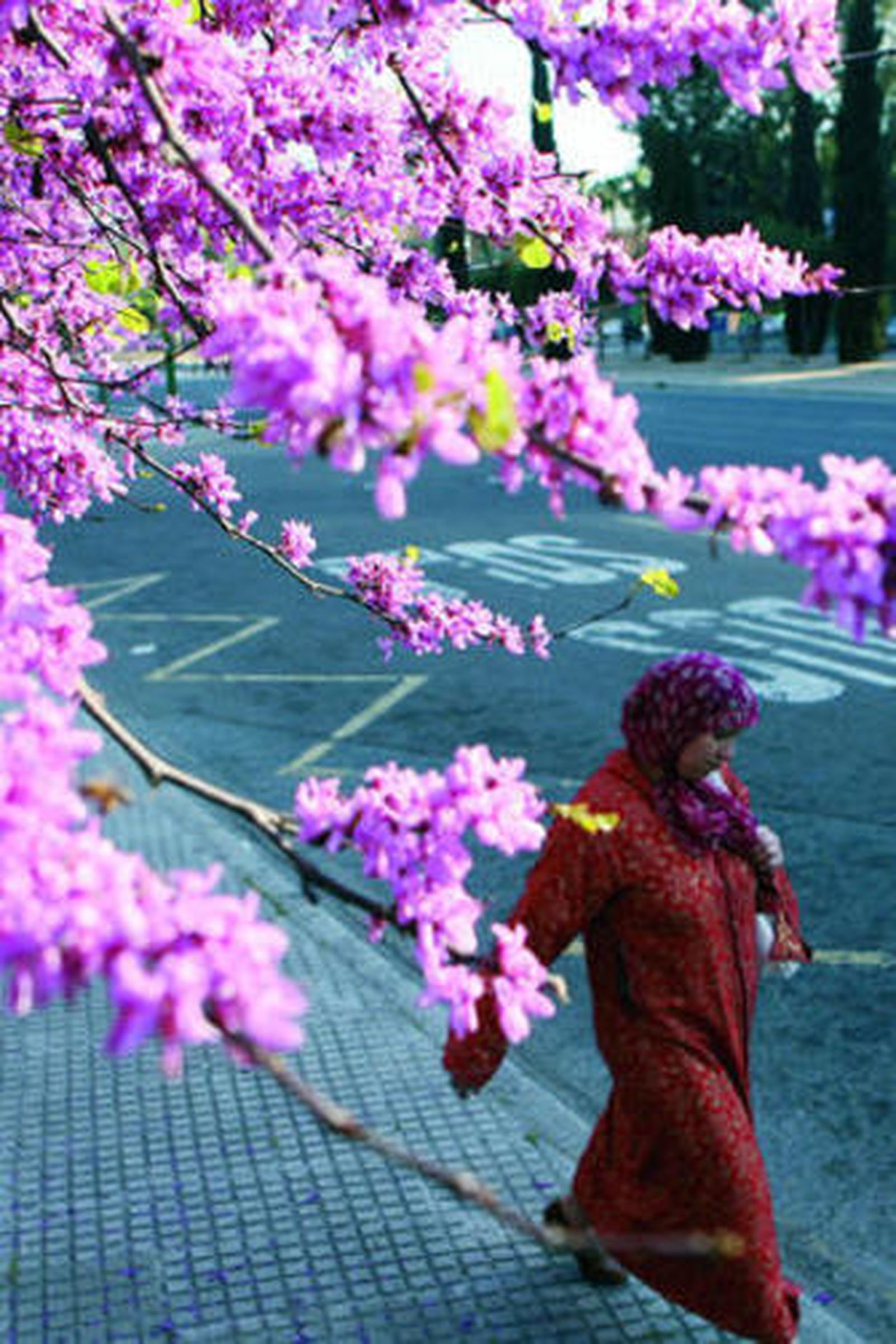 Si no llueve en estas fechas, el nivel de polen crecerá.
