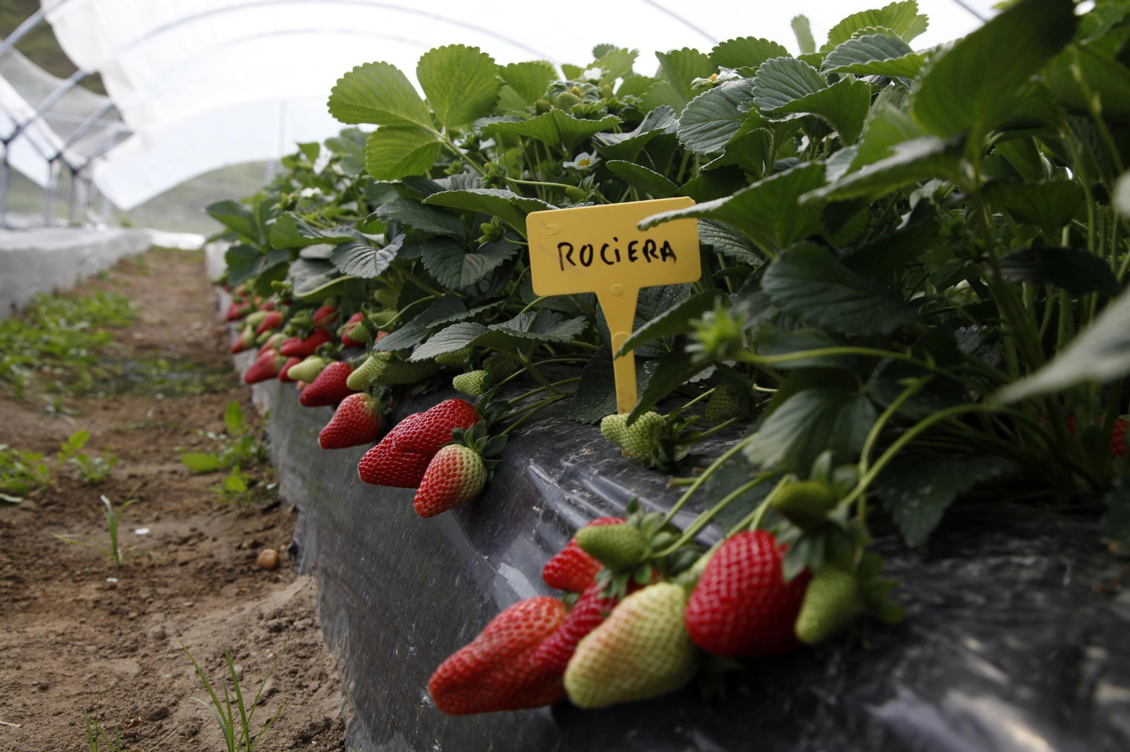 Las nuevas variedades locales ganan peso en  la producción fresera