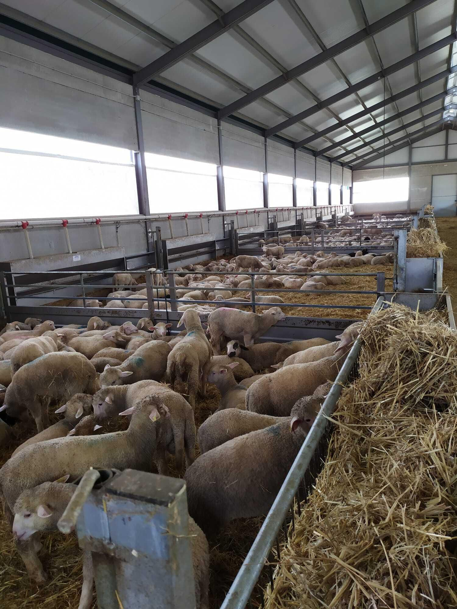 Hacinamiento de animales al no poder darles salida al mercado