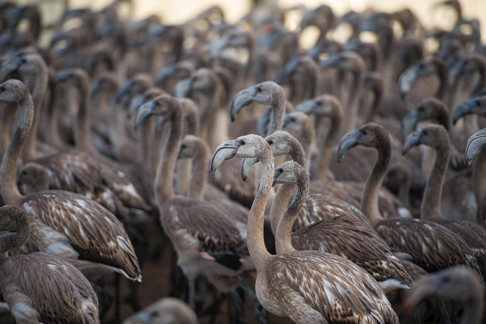 Flamencos en la Laguna de Fuente de Piedra durante el anillamiento (fotos)