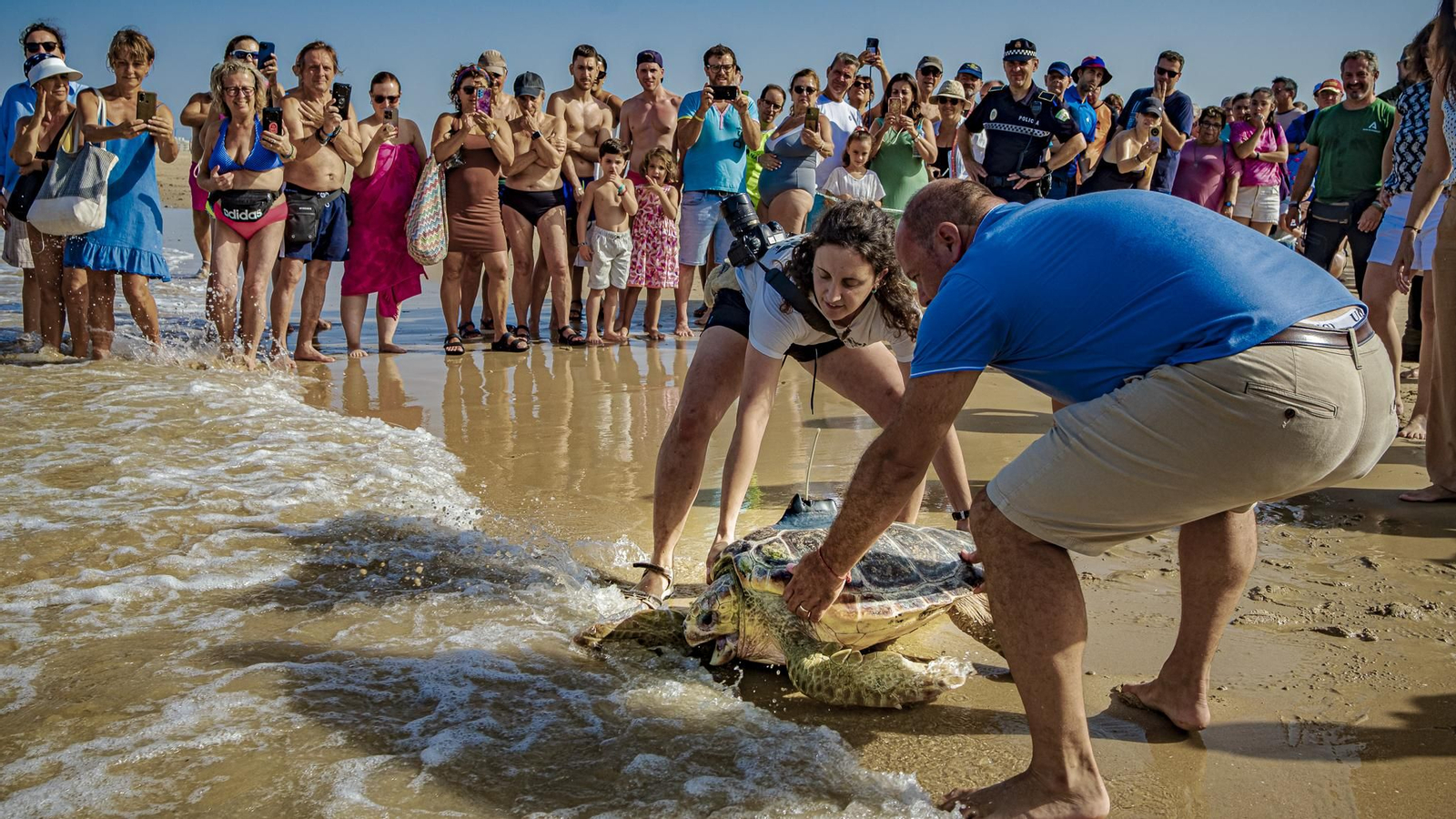 Las imágenes de la vuelta al mar de tres tortugas marinas en la playa de Cortadura, en Cádiz.