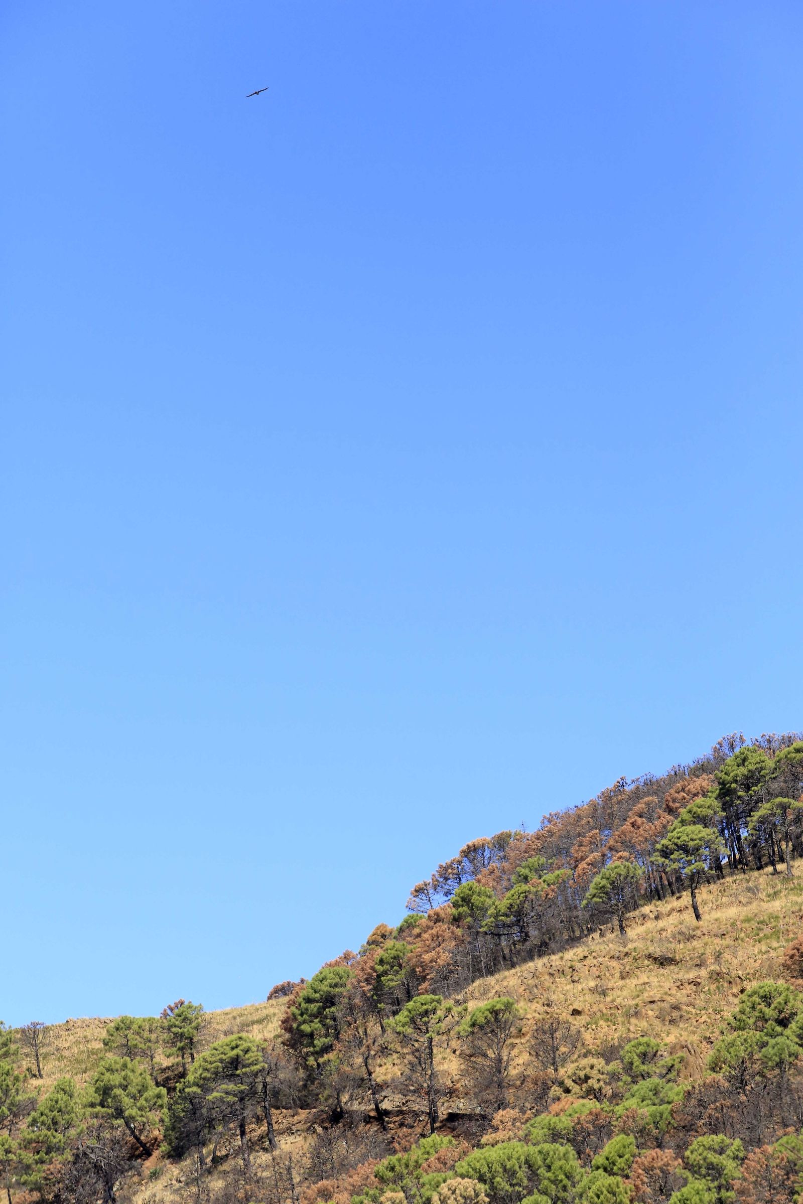 Un año del gran incendio de Sierra Bermeja, en fotos.