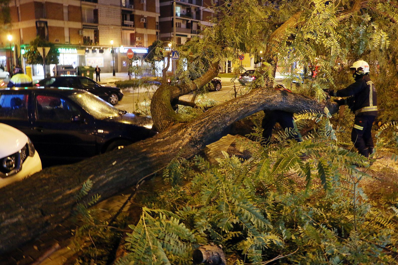 Árbol caído en Avenida de Barcelona.