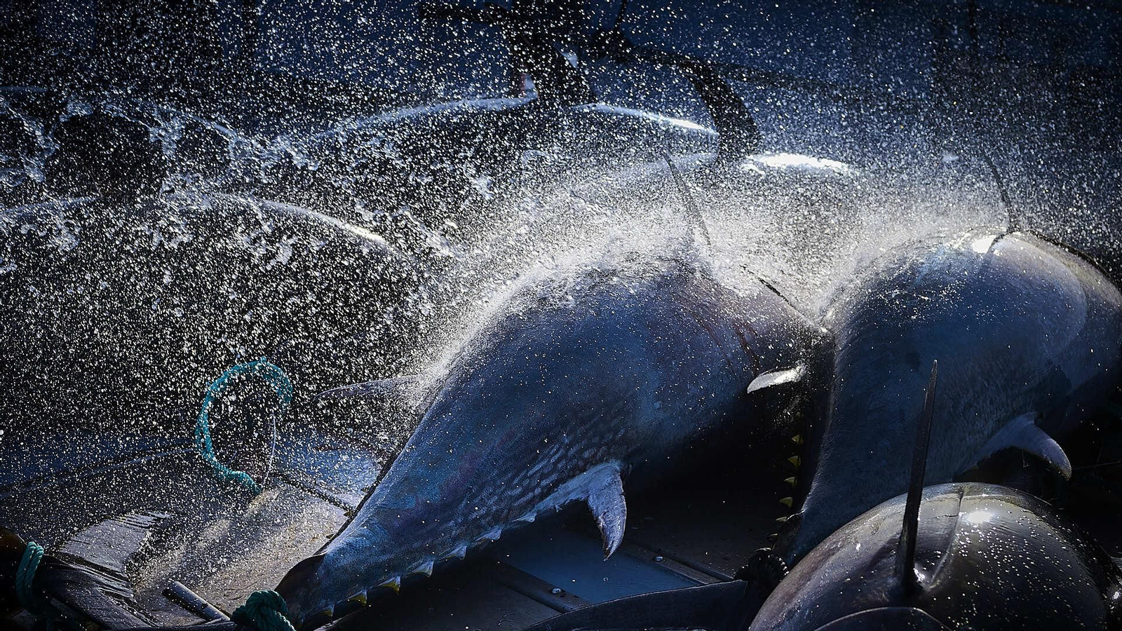 Los animales recien pescados son hidratados permanentemente con agua.