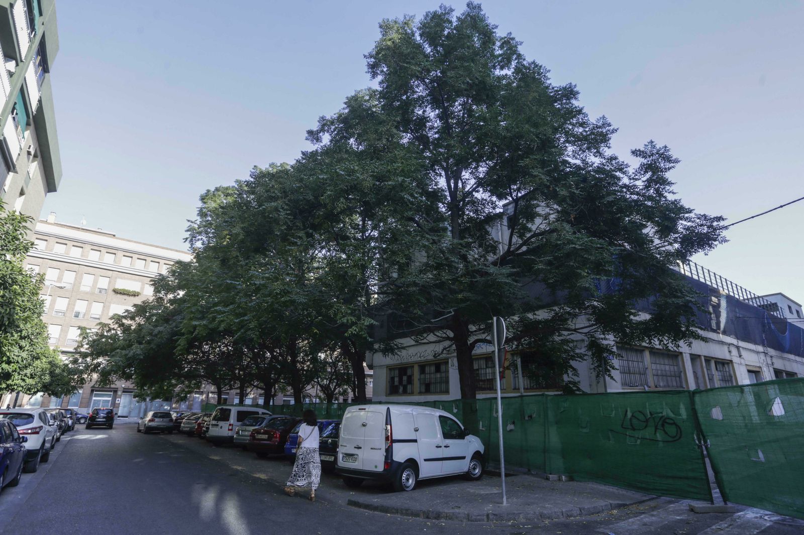 Los árboles de la especie melia que rodean al antiguo mercado de la Puerta de la Carne, que están sentenciados por el proyecto previsto en el edificio.