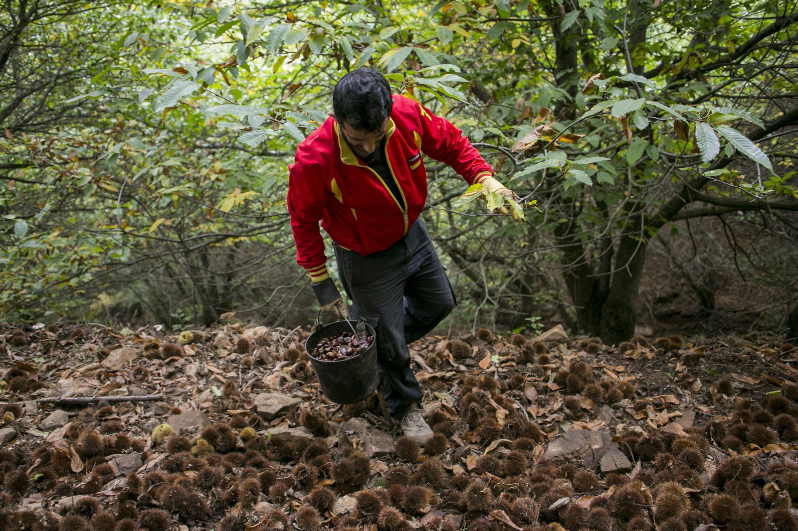 Recogida de la castaña en el Valle del Genal.