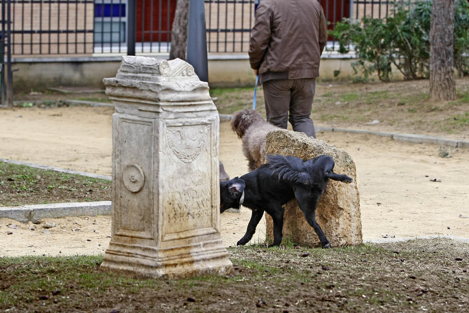 Un perro miccionando en la vía pública.