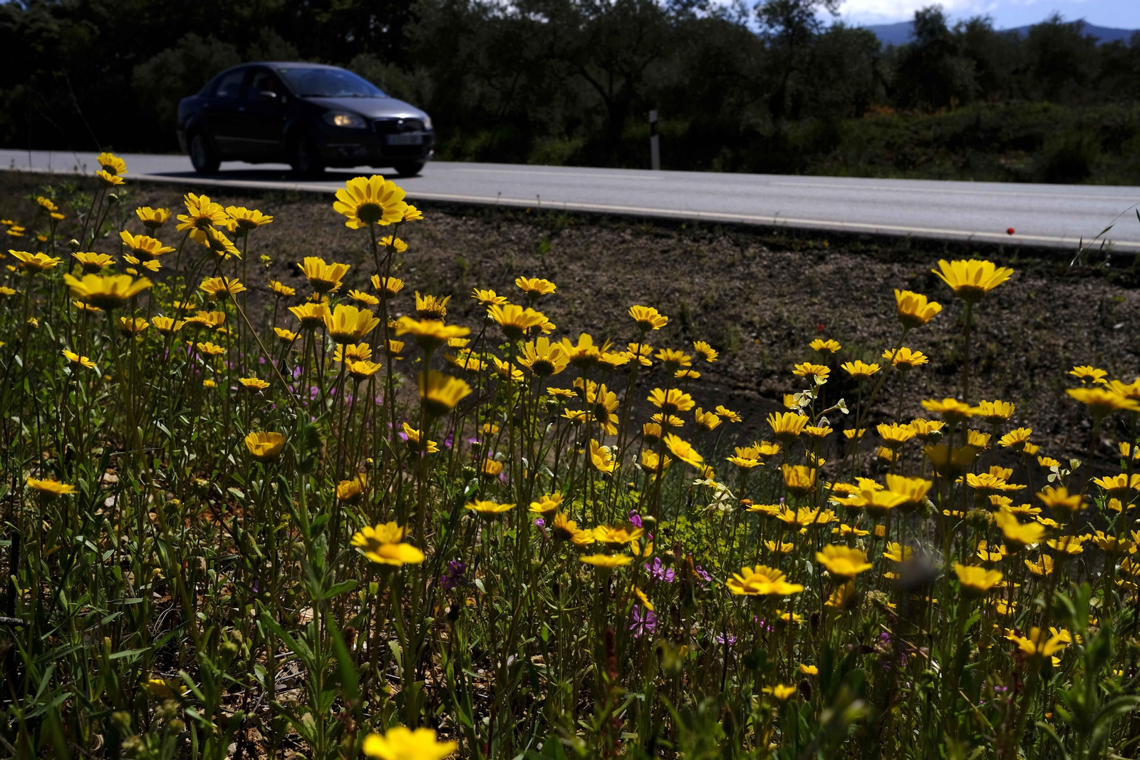 Brote de la la primavera, en fotos