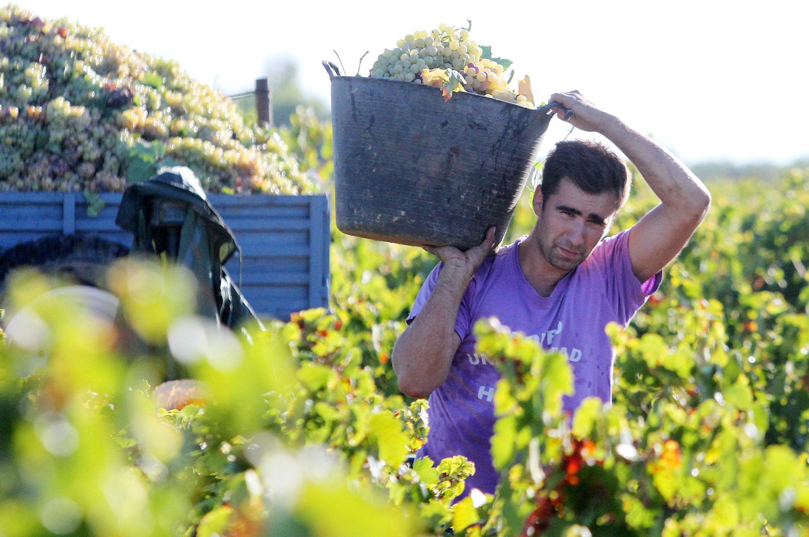 Imágenes de la vendimia en el Condado de Huelva.
