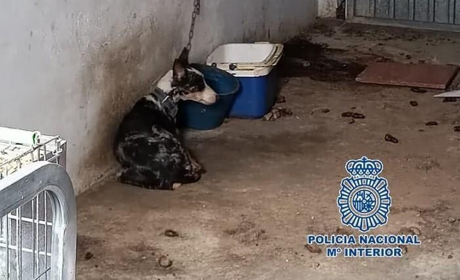 El animal en el interior de la caseta de aperos en la que fue rescatado.