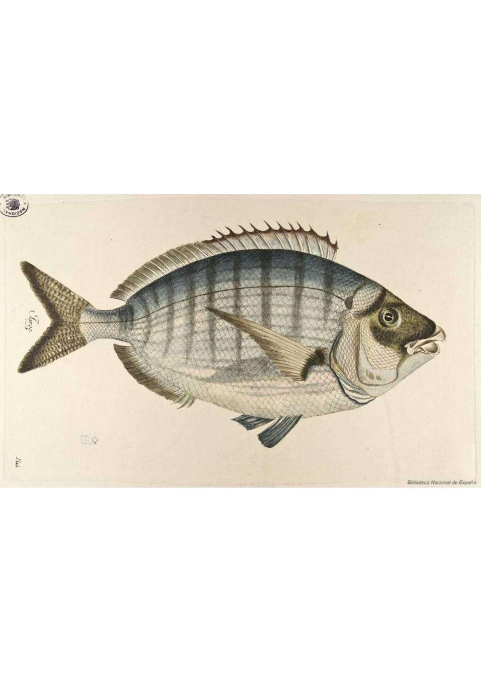 Original perteneciente a la colección de los peces y demás producciones marítimas de España formada de orden de S.M Juan Bautista Bru. S XVIII