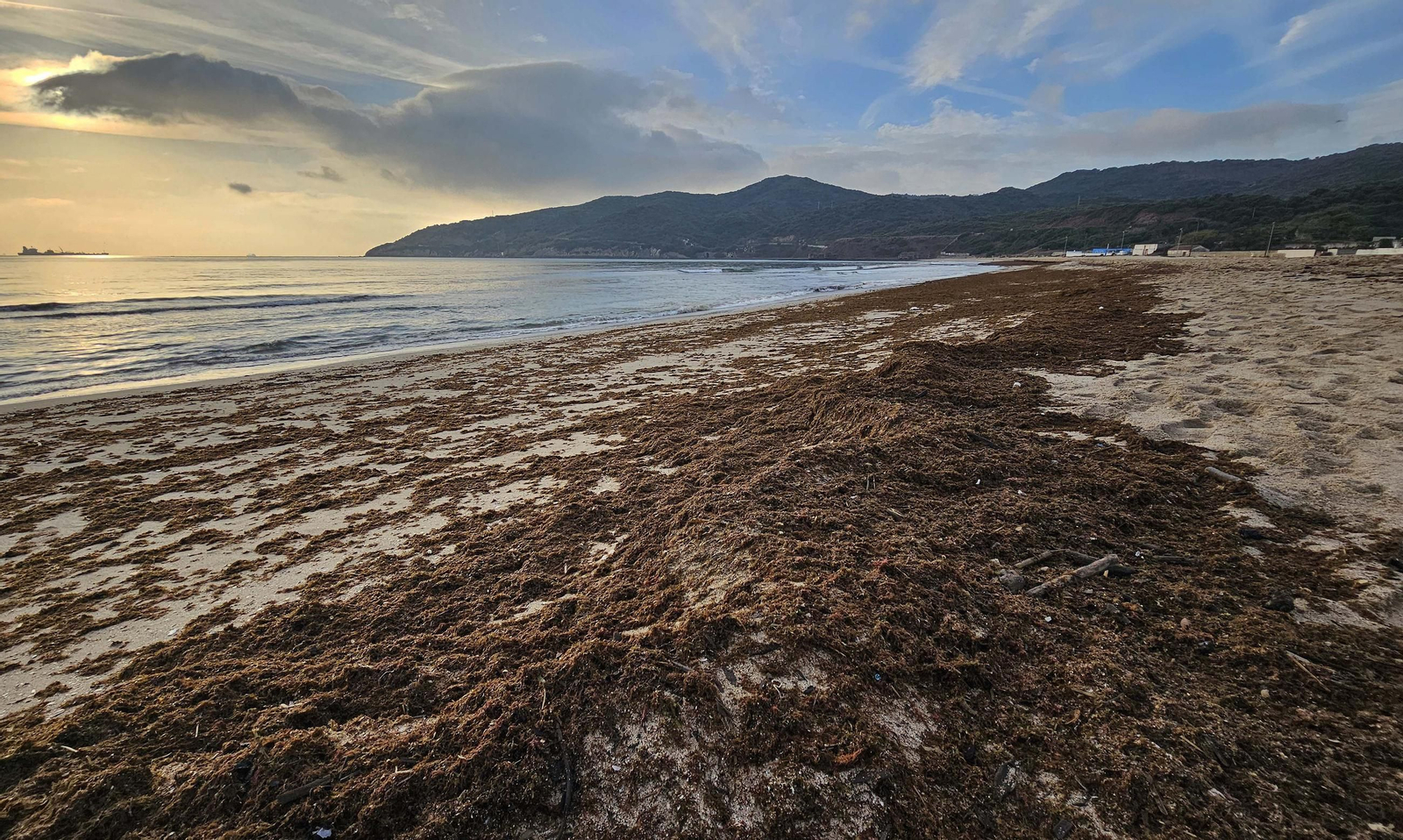 Fotos del nuevo arribazón de alga asiática en la playa de Getares de Algeciras