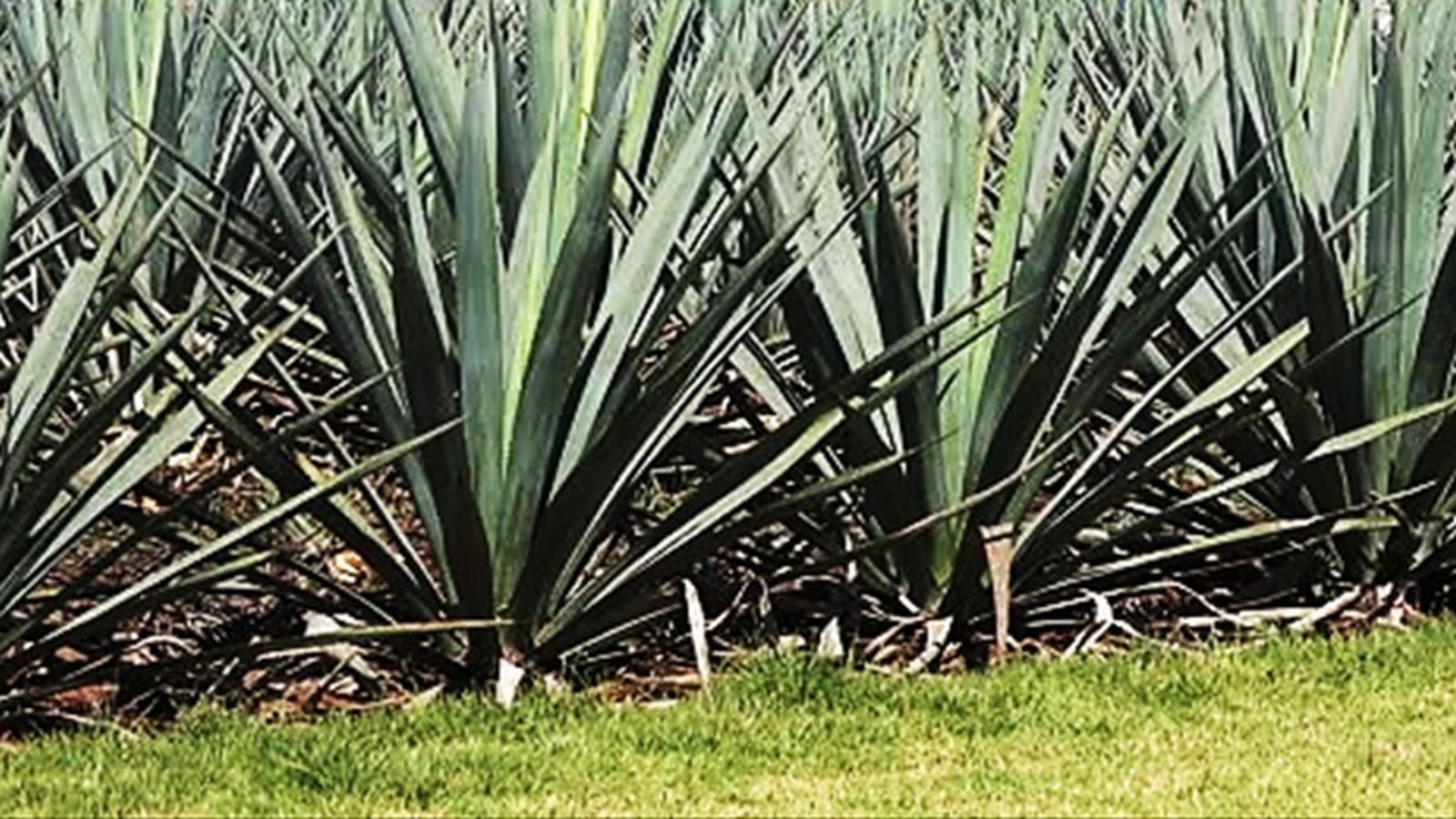 Una cerca de pitas era infranqueable para la infantería en un ataque directo y sin preparación.