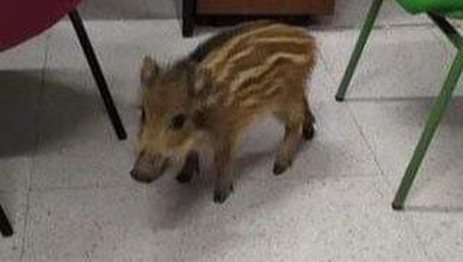 El jabalí capturado en un instituto de Córdoba.