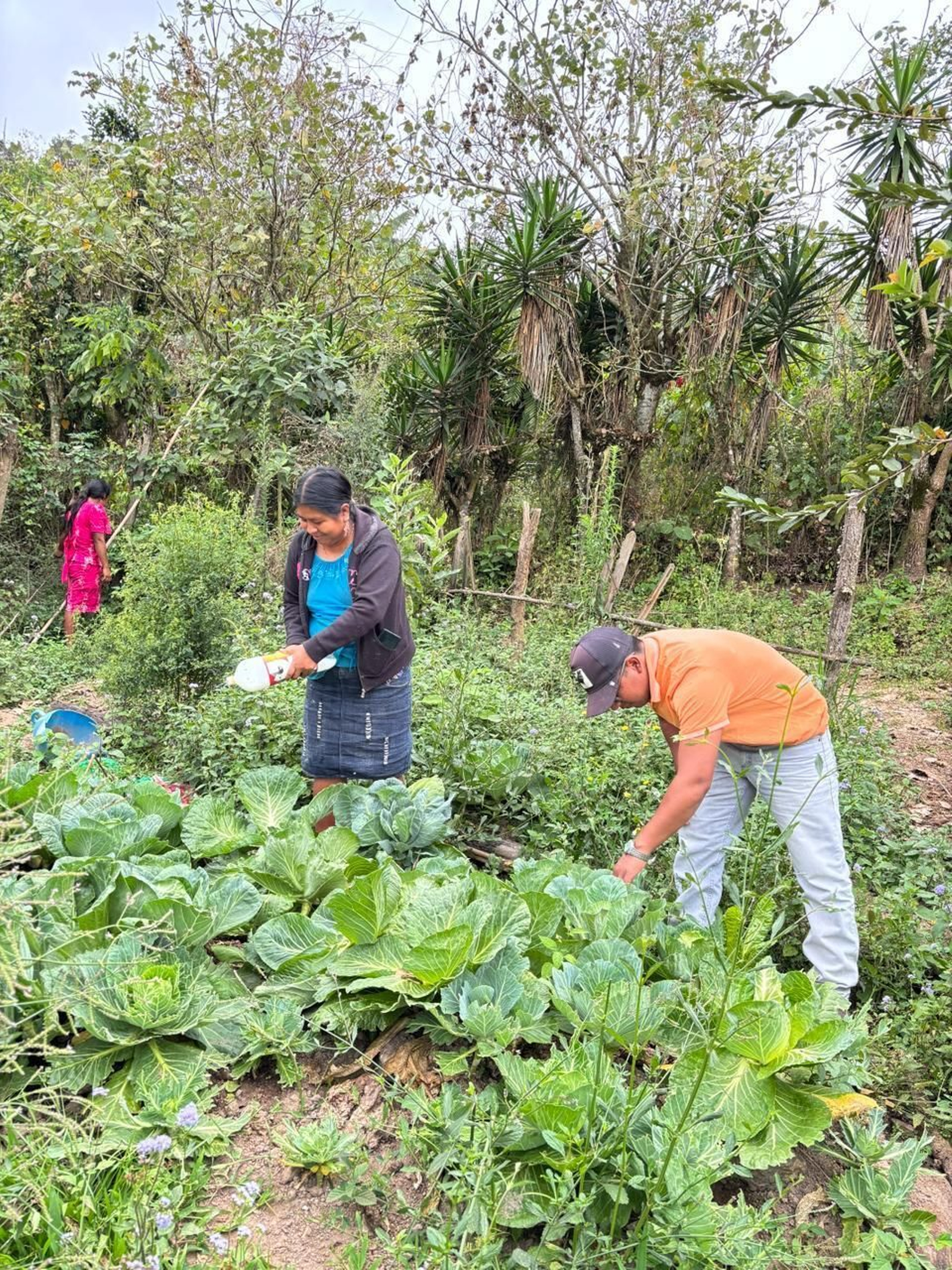 Huertos familiares que se han puesto en marcha gracias a la ayuda enviada por Manos Unidas para que los ciudadanos puedan autoabastecerse de alimentos y además comercializarlos. Un proyecto básico también para conservar plantas ancestrales y granos primitivos de esta zona del país.