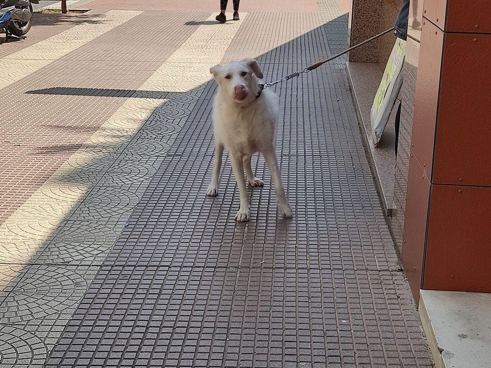 Los perros deben ir por la calle atados.