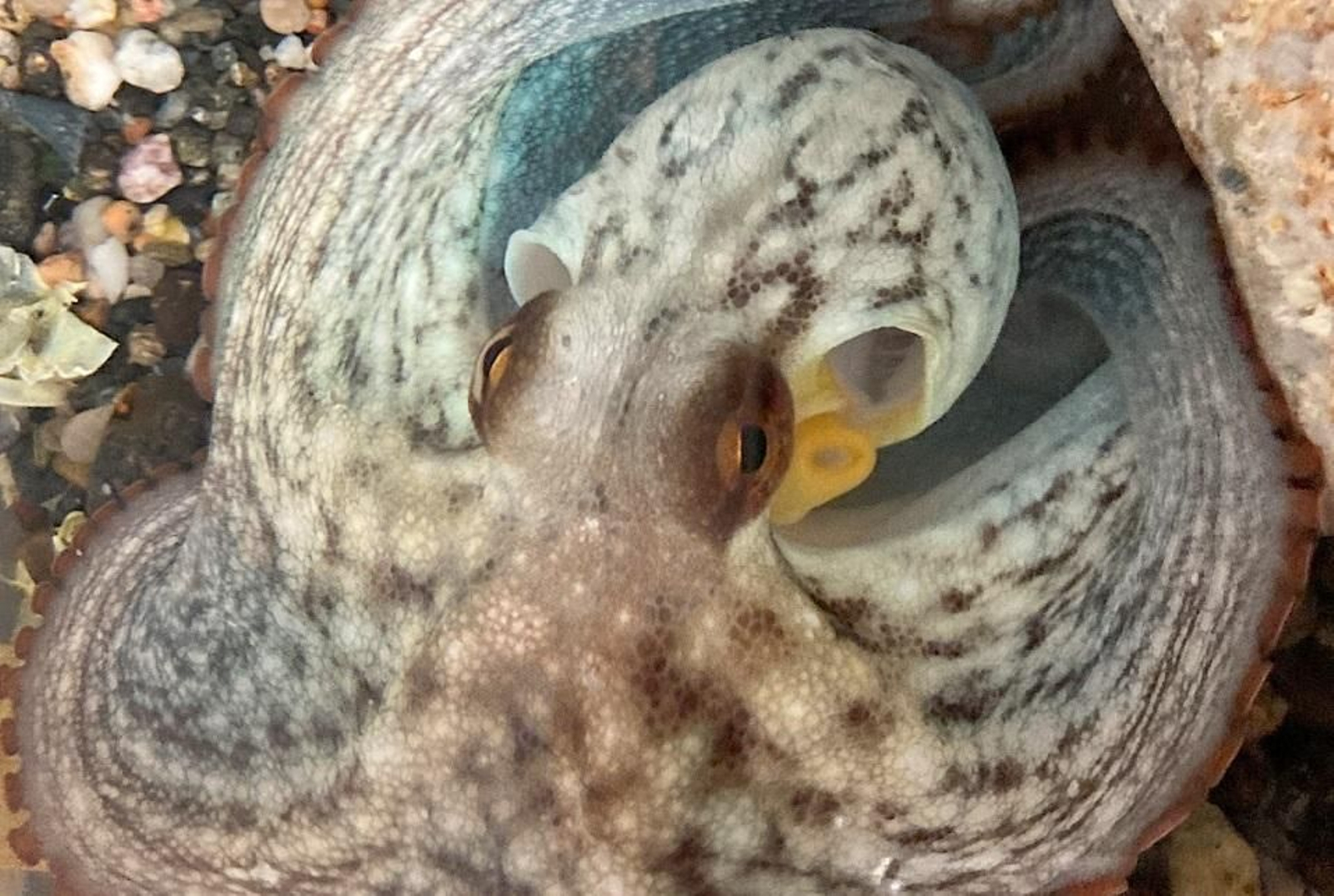 Imagen de archivo de un pulpo.