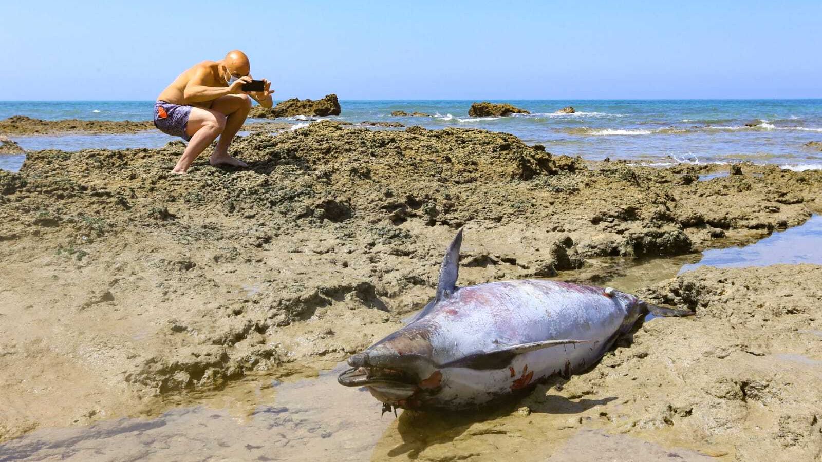 Un bañista fotografía con su móvil al delfín en la playa de Lavaculos