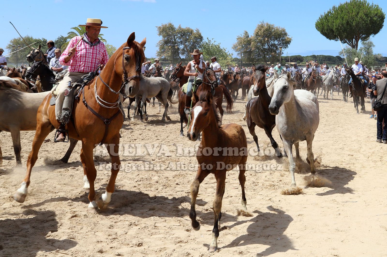 Imágenes de la saca de yeguas 2019