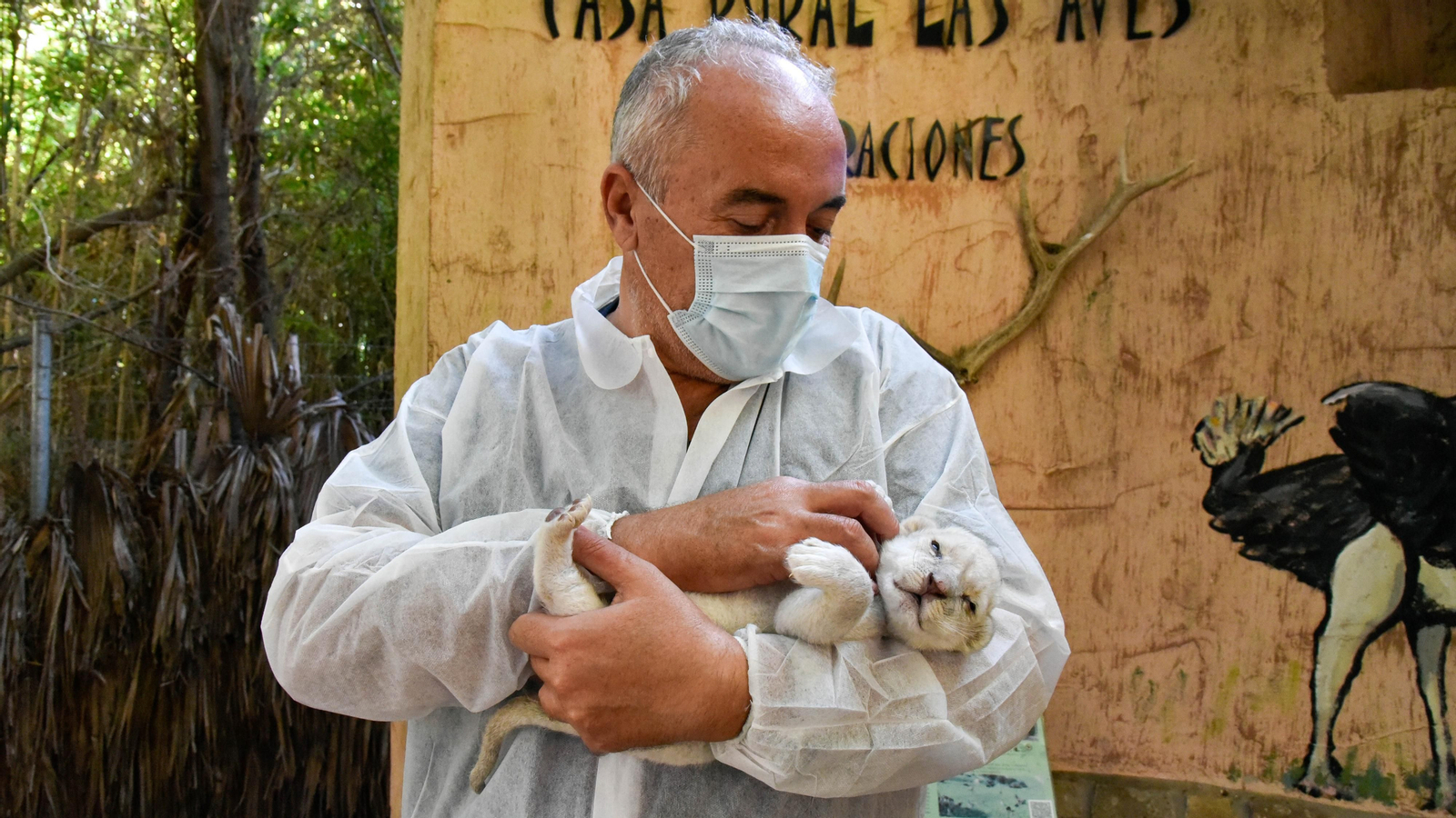 Las fotos de los chachorros de leones blancos de Jimena