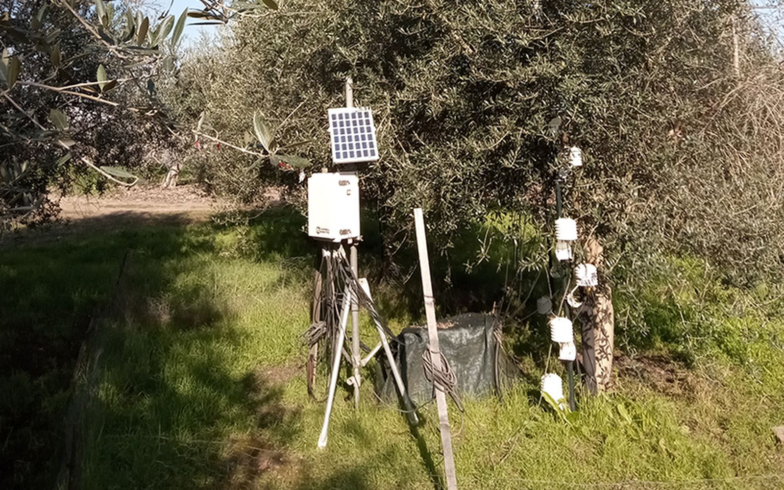 Imagen de una toma de muestras en campos de cultivo de olivo.