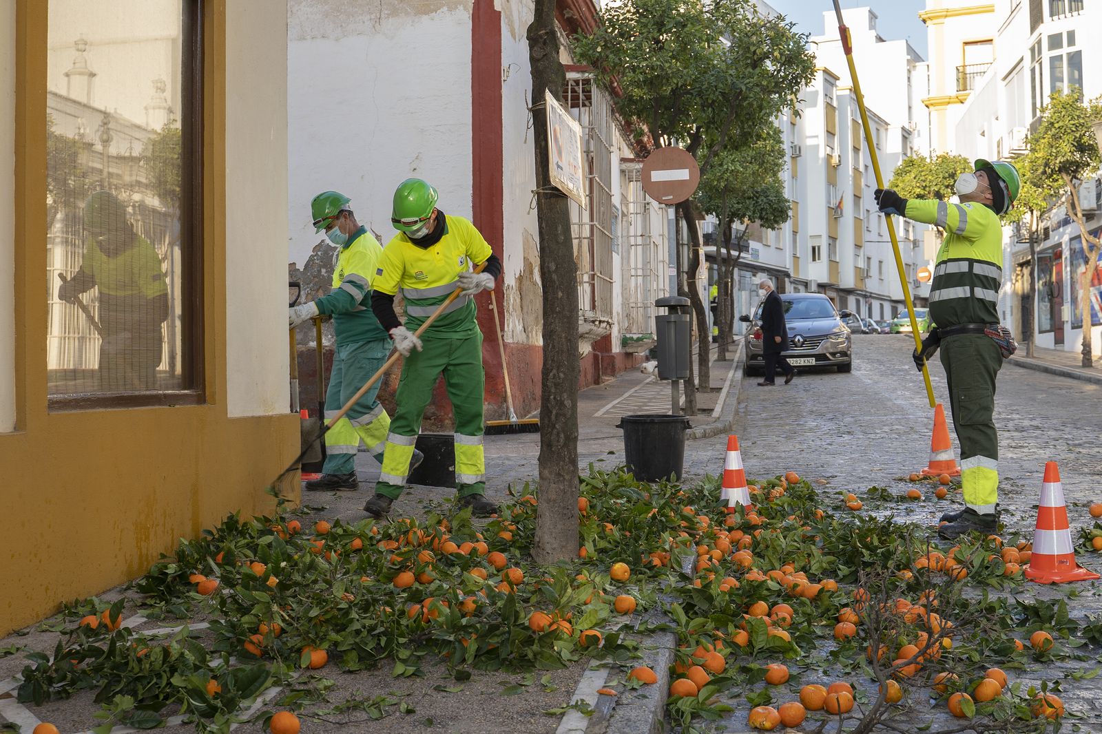 Labores de poda de naranjos y recogida de naranjas en San Fernando.