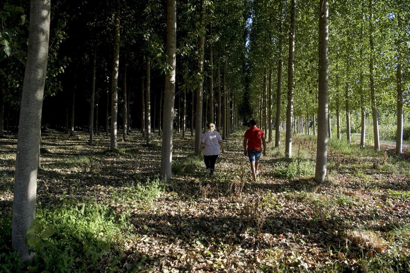 Plantar chopos como solución al cambio climático y las altas temperaturas en Granada