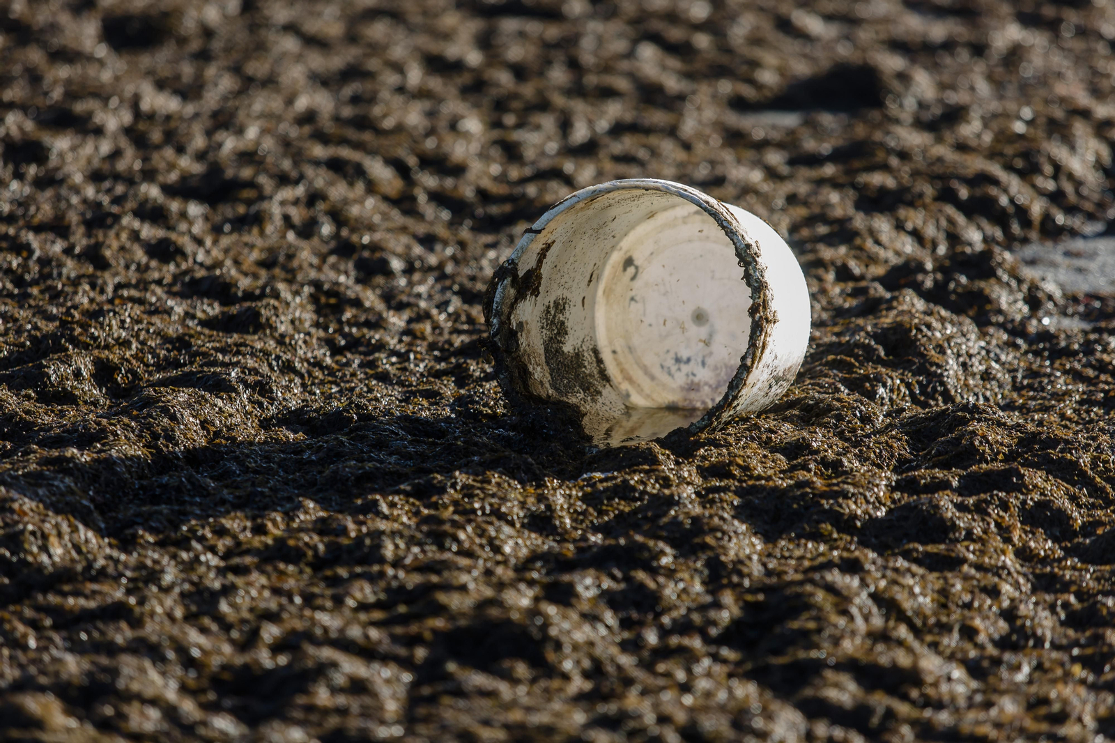 El alga asiática invade de nuevo la playa de Los Caños de Meca